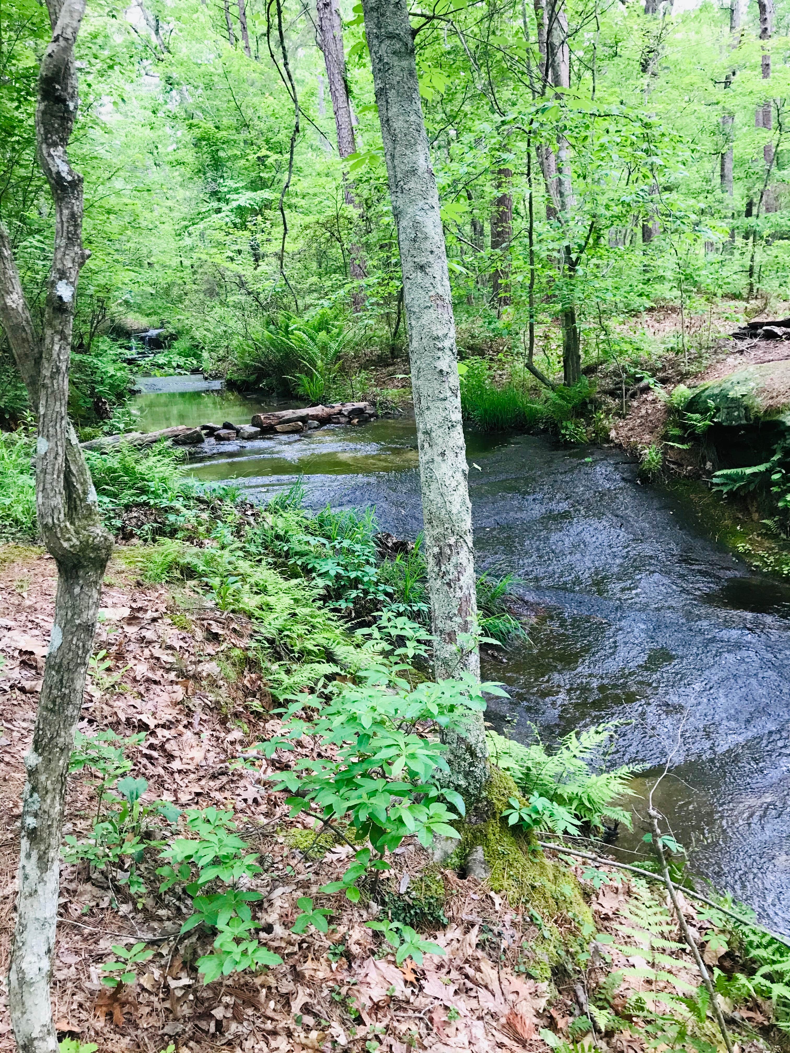 Camper-submitted photo at Back Country Camping — Hawn State Park near Park Hills, MO