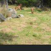 Review photo of Hermit Island Campground by Ruth  ., July 27, 2020