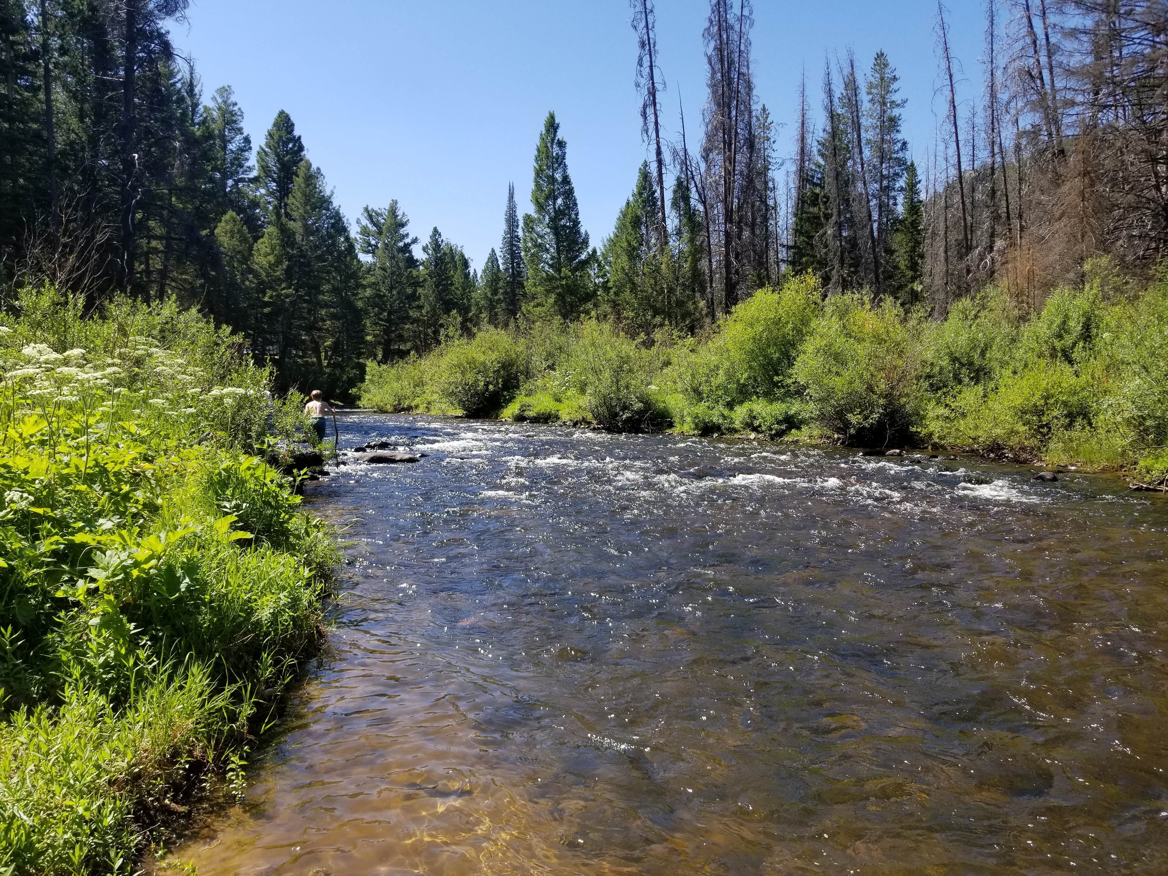 Camper-submitted photo at Boulder Creek near Wise River, MT