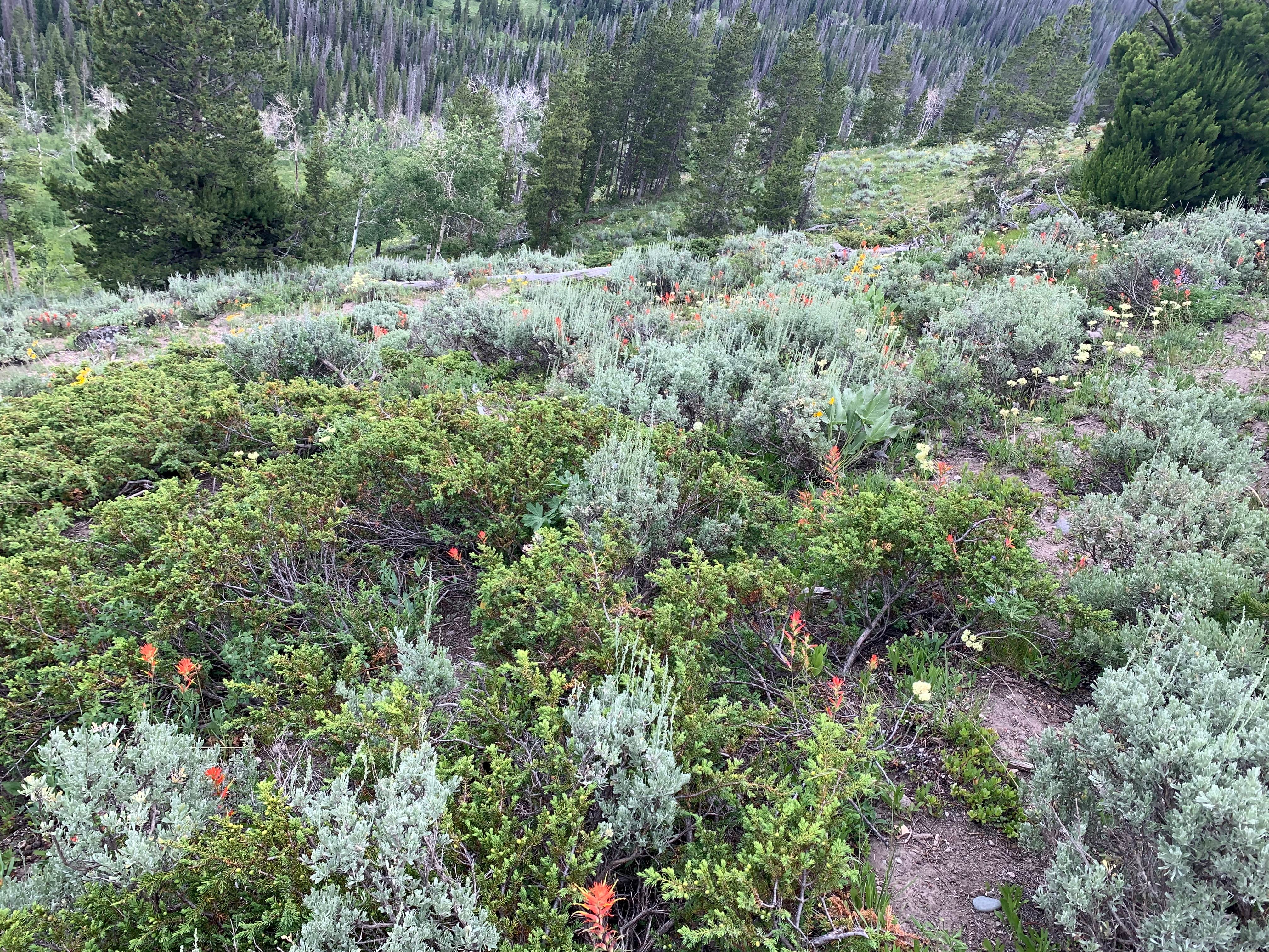 Camper-submitted photo at Falls Campground near Dubois, WY