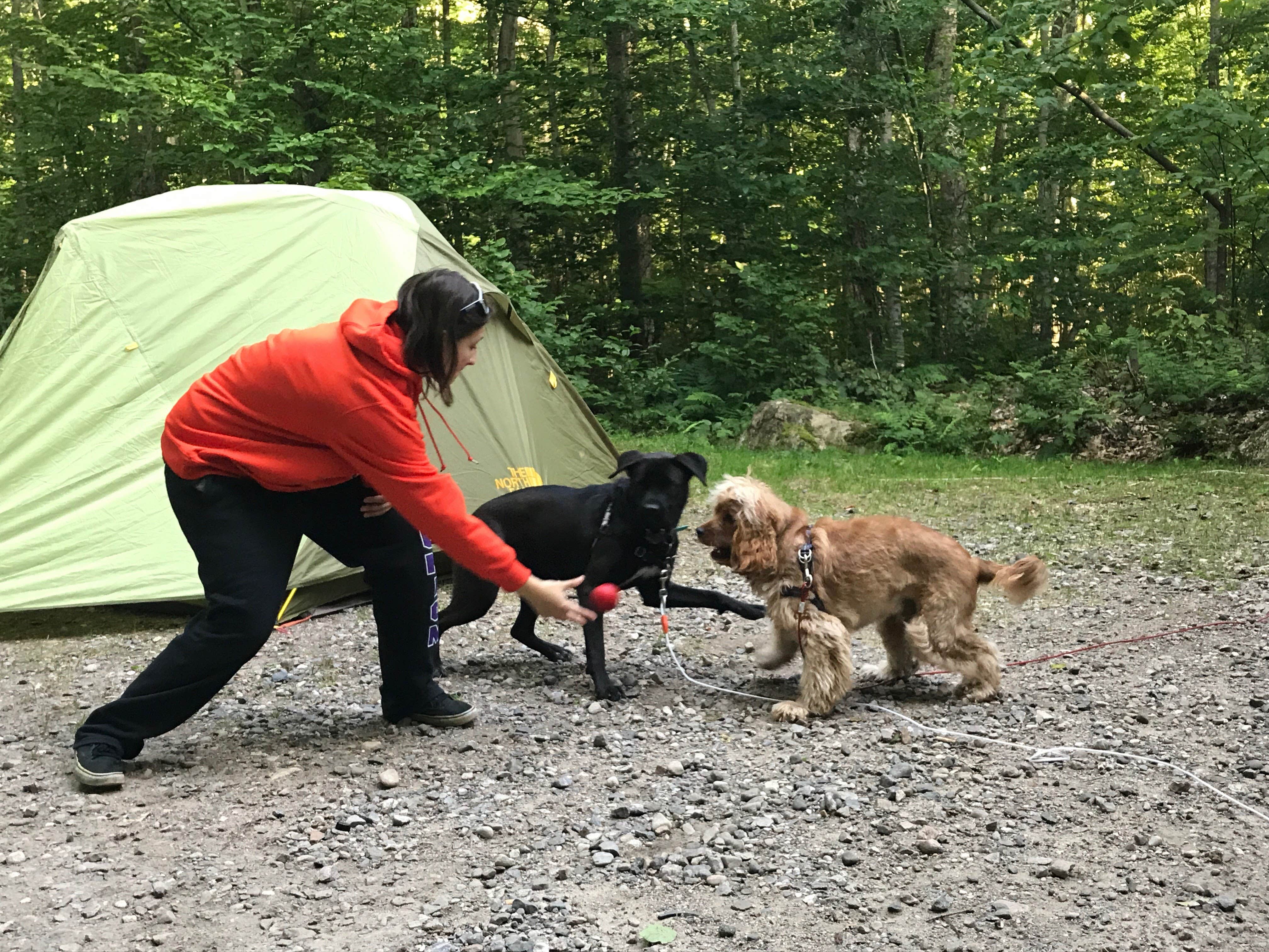 Ally B.'s photo of camping with pets at Cranberry Lake Campground near Winthrop, NY