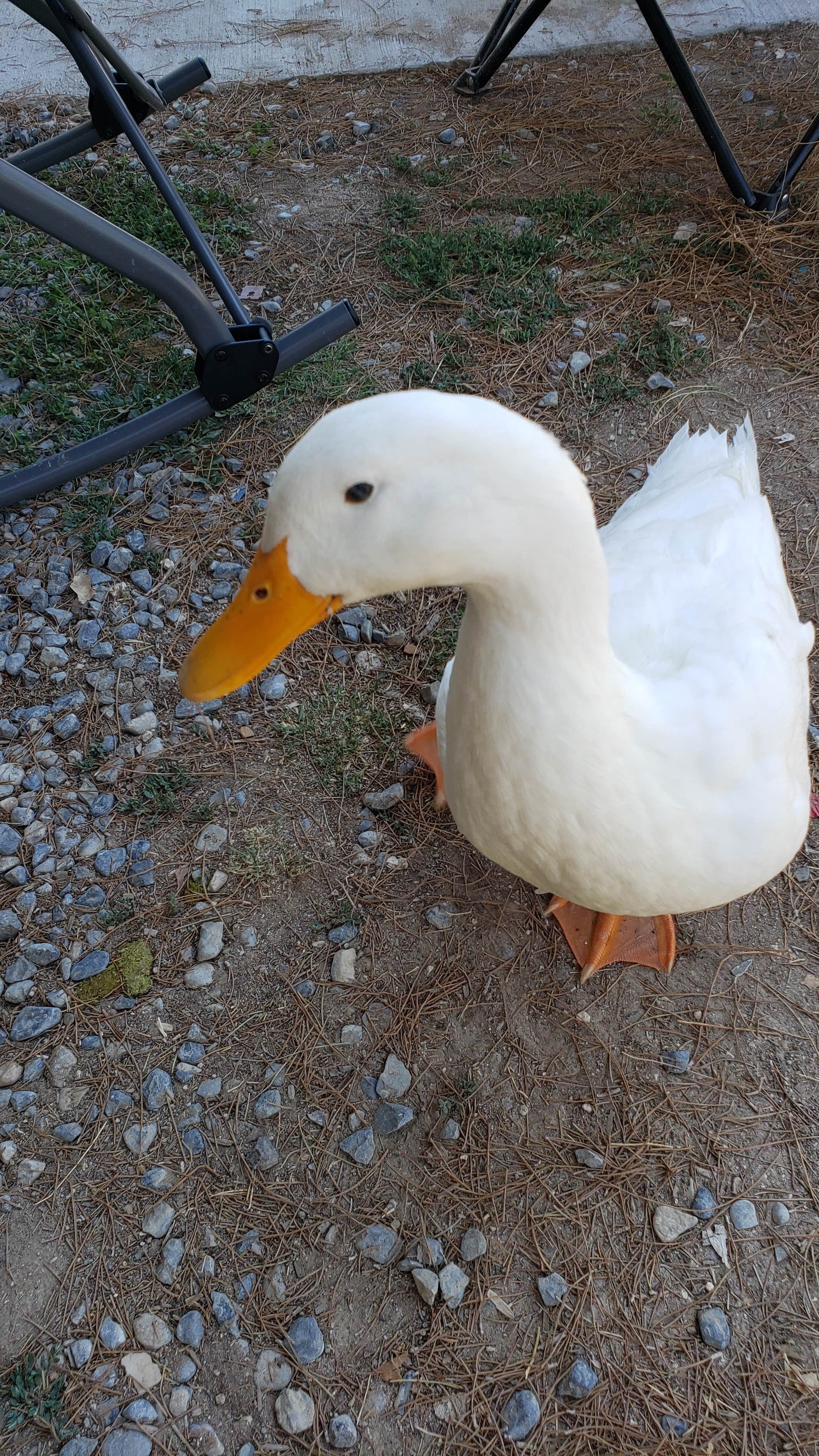 Camper submitted image from Lakeside Casino & RV Resort - 2