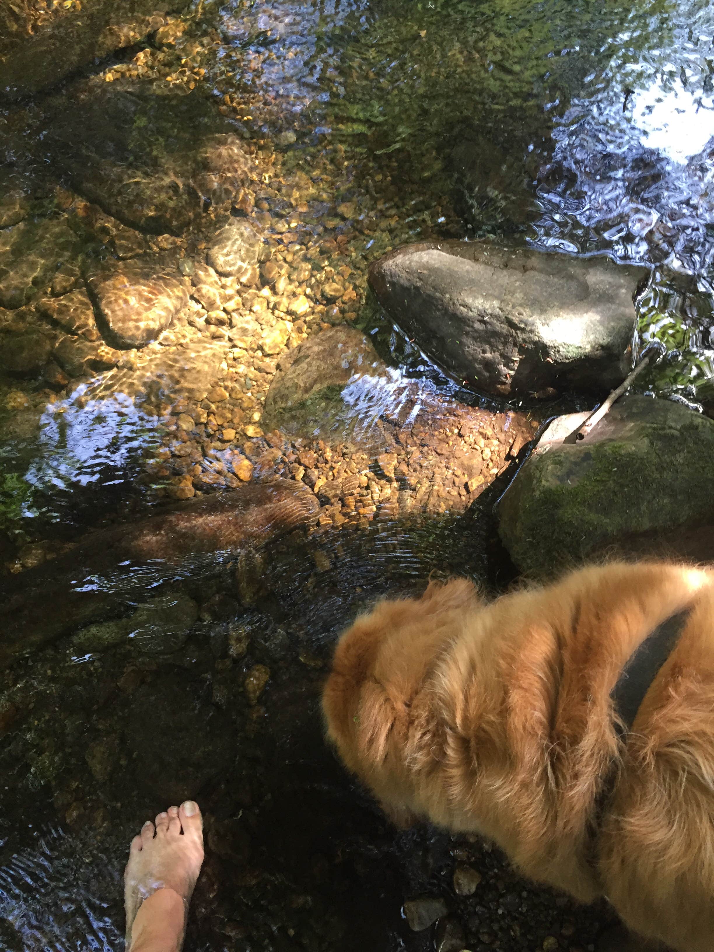 Lauren S.'s photo of camping with pets at Moosalamoo Campground near Crown Point, NY