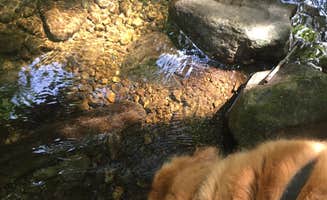 Lauren S.'s photo of camping with pets at Moosalamoo Campground near Green Mountain National Forest