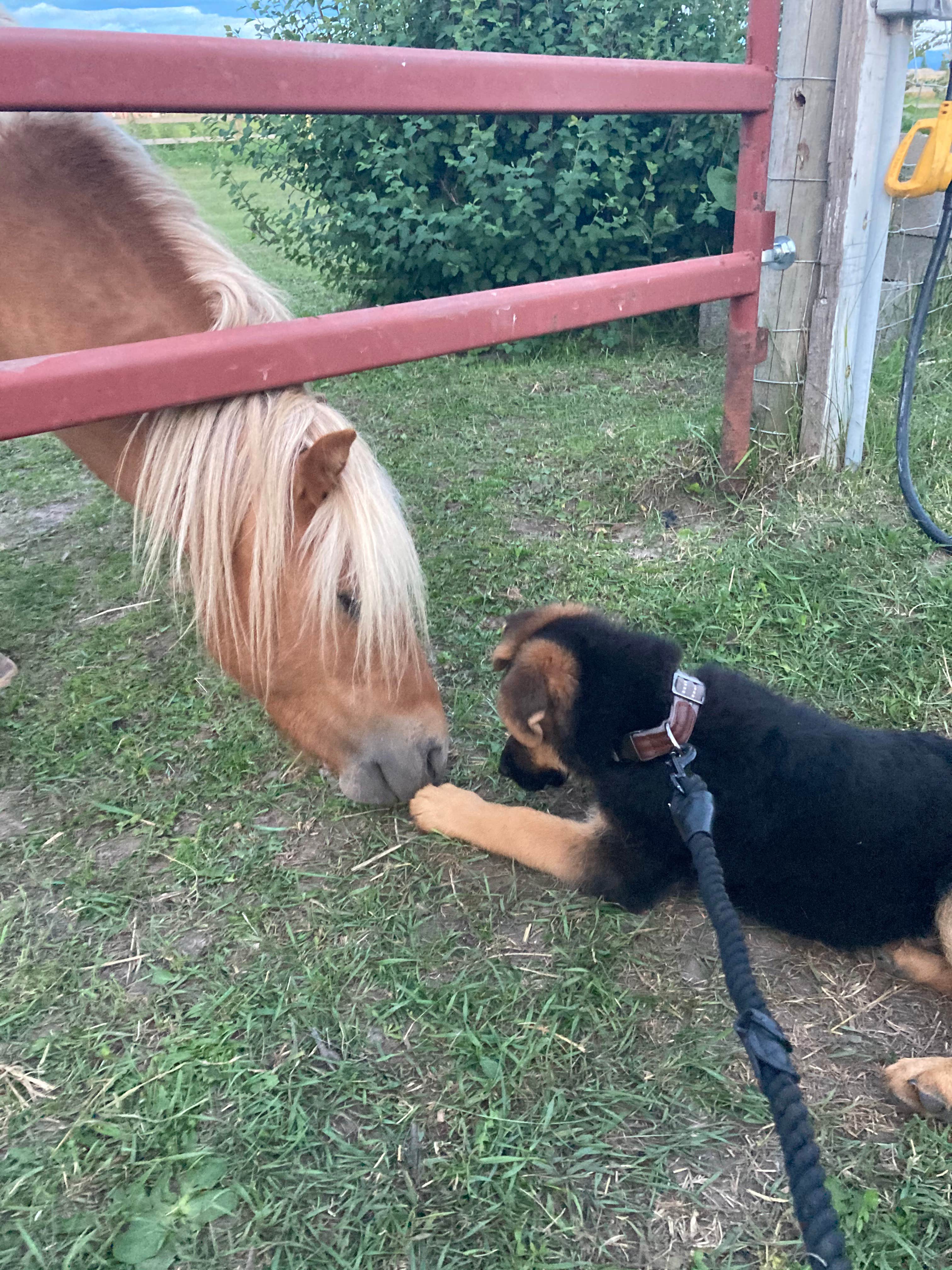 Max N.'s photo of camping with pets at Honey's Place RV Spot near Kalispell, MT