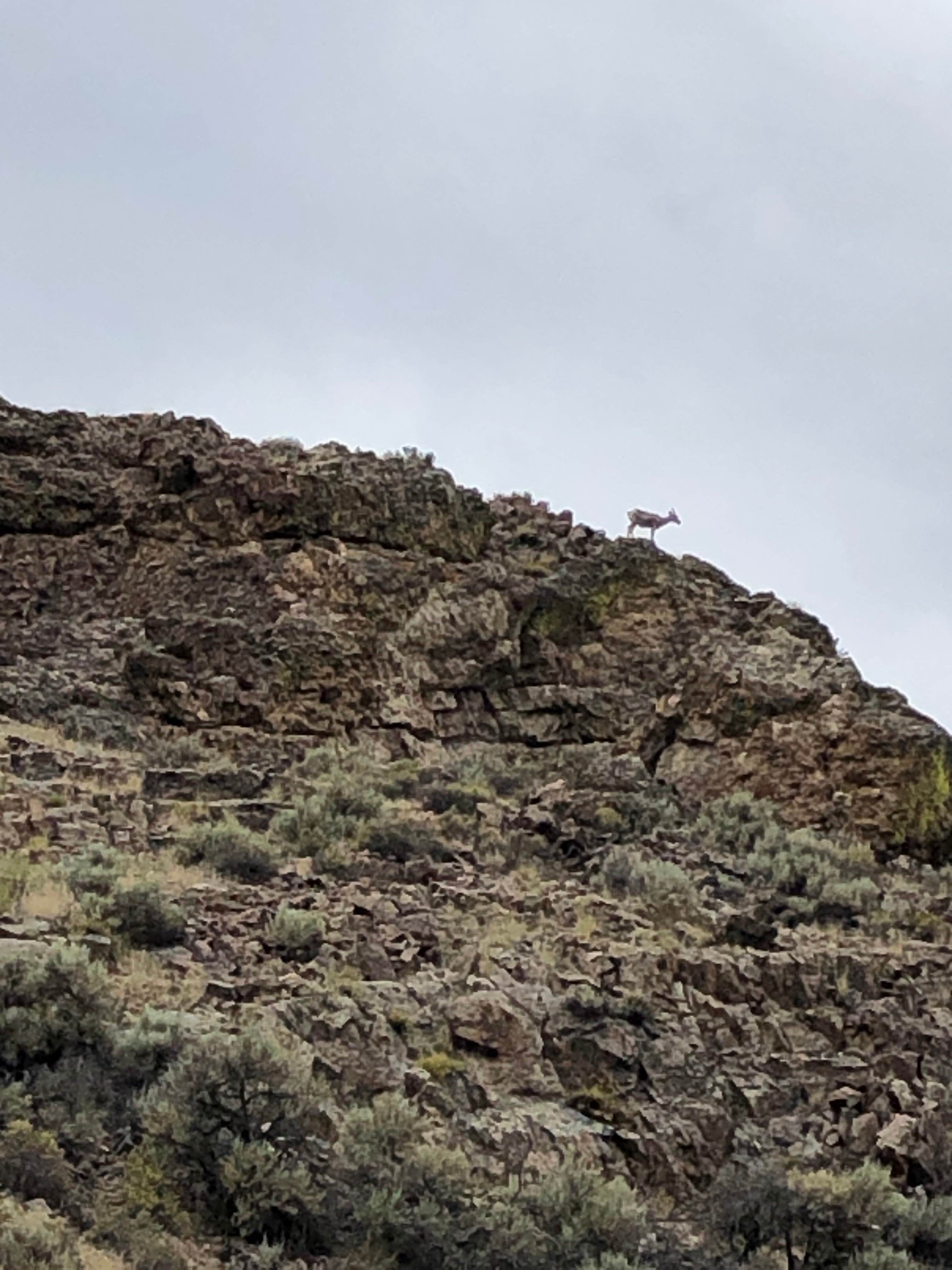 Camper-submitted photo at Morgan Creek near May, ID