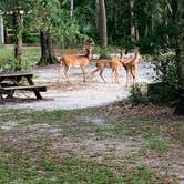 Review photo of Wekiwa Springs State Park Campground by Kimberly G., July 27, 2020