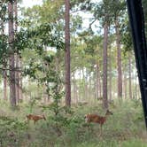 Review photo of Wekiwa Springs State Park Campground by Kimberly G., July 27, 2020