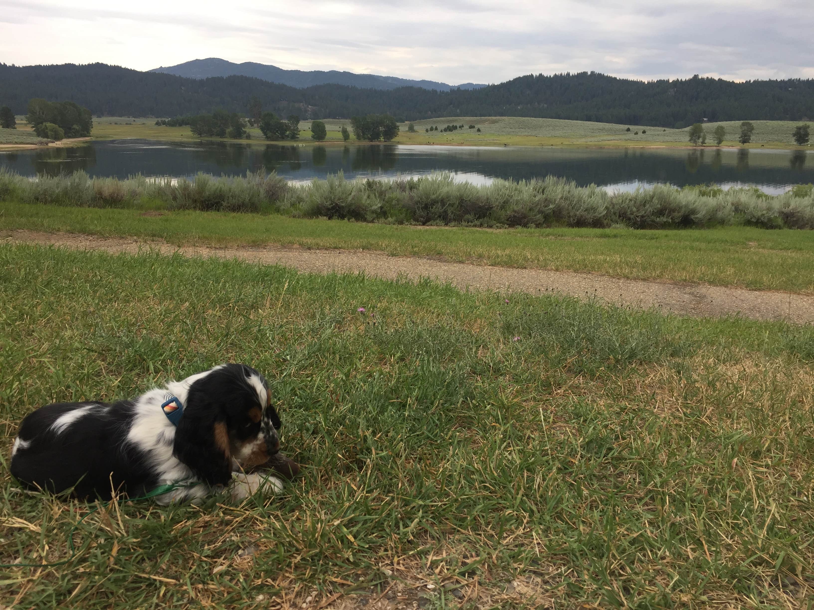 Taylor W.'s photo of camping with pets at Sugarloaf Campground — Lake Cascade State Park near McCall, ID
