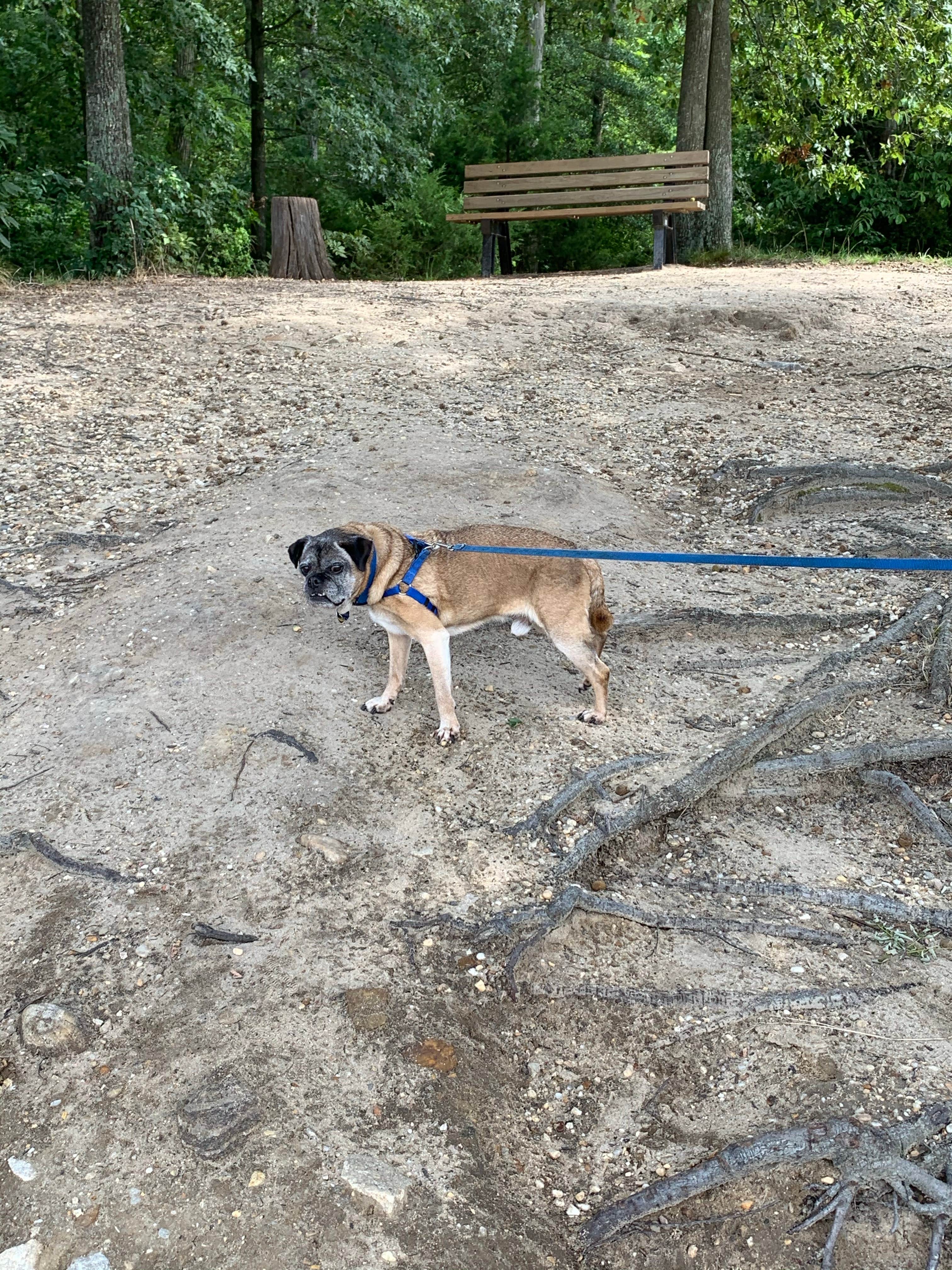 Laure D.'s photo of camping with pets at Martinak State Park Campground near Seaford, DE