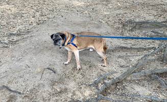 Laure D.'s photo of camping with pets at Martinak State Park Campground near Seaford, DE