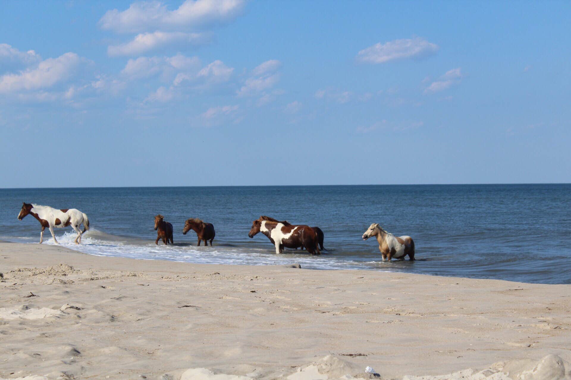Lauren S.'s photo of camping with pets at Bayside Assateague Campground — Assateague Island National Seashore near Ocean City, MD