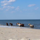 Review photo of Bayside Assateague Campground — Assateague Island National Seashore by Lauren S., July 28, 2020