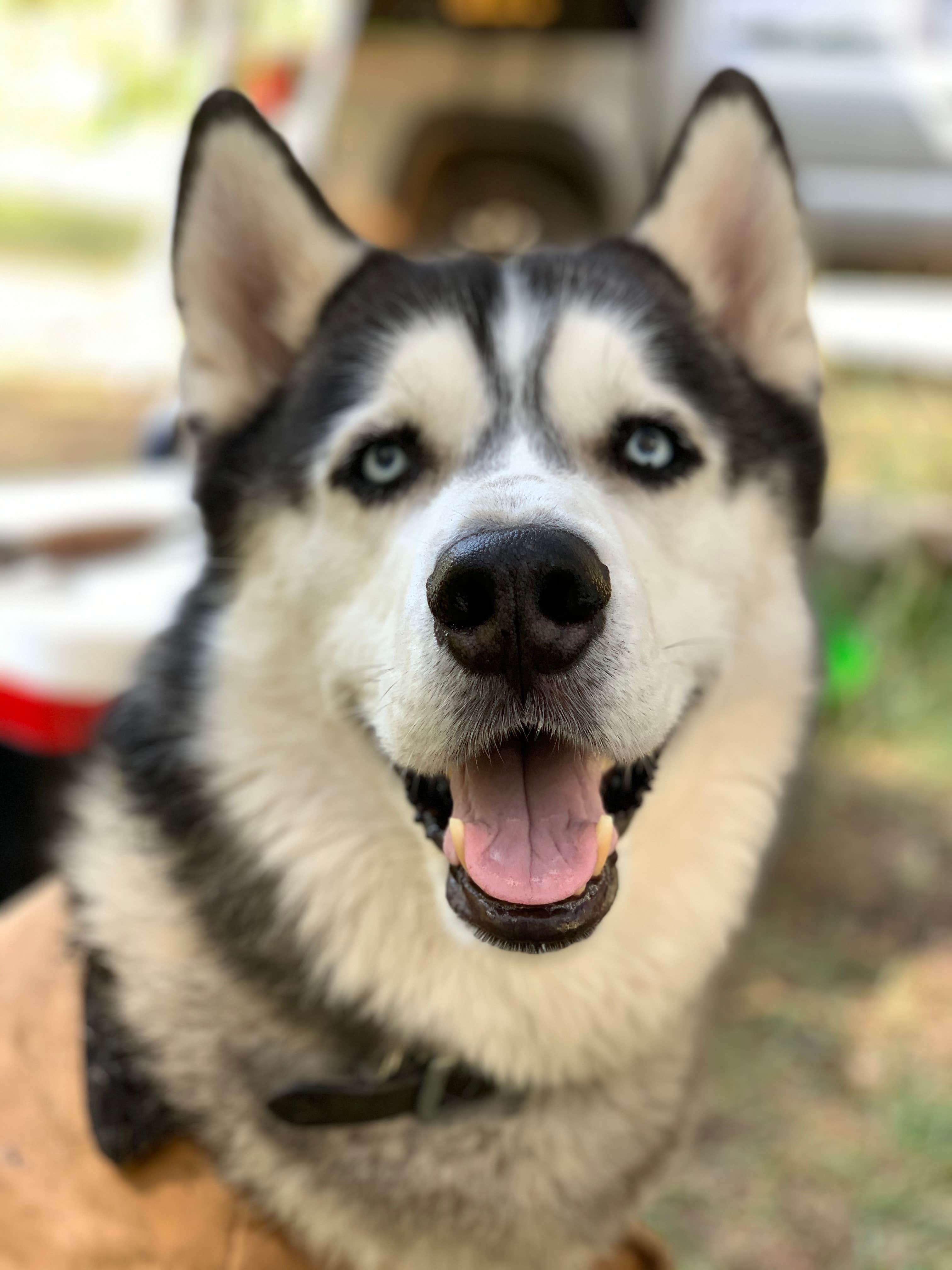 Aaron O.'s photo of camping with pets at Pivot Rock Canyon near Strawberry, AZ