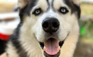 Aaron O.'s photo of camping with pets at Pivot Rock Canyon near Strawberry, AZ
