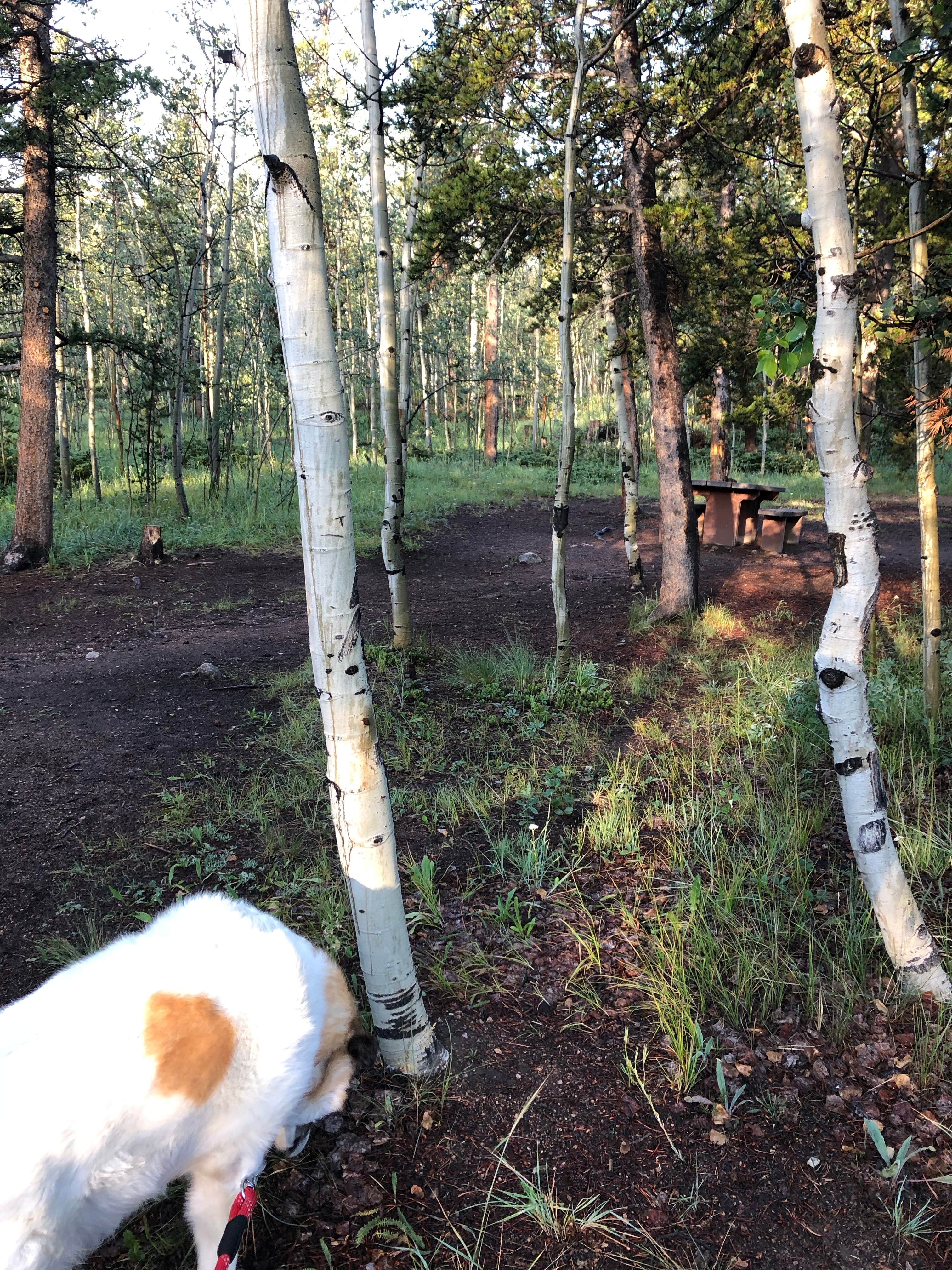 Amanda M.'s photo of camping with pets at Kenosha Pass Campground near Grant, CO