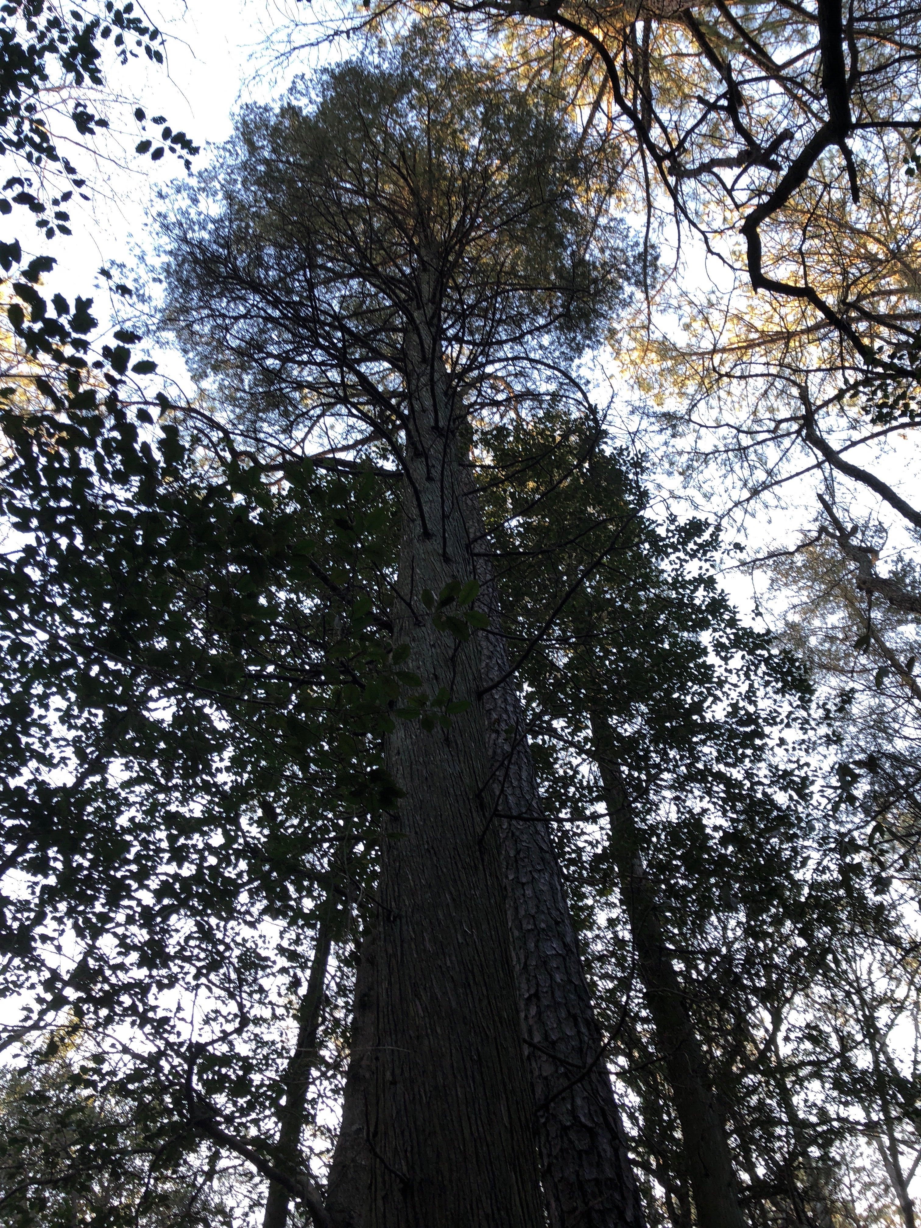 Mature eastern white cedar