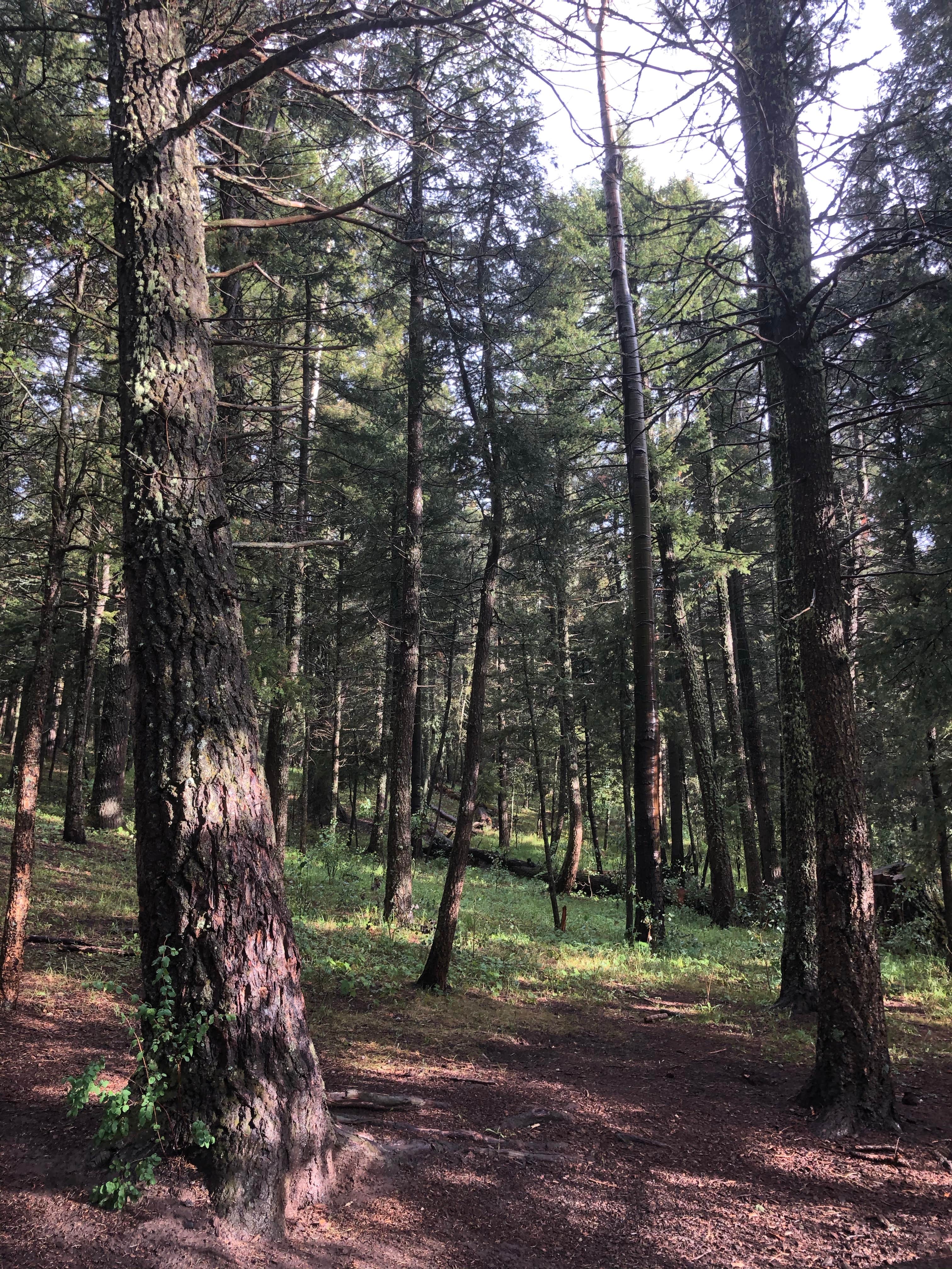 Camper-submitted photo at Iron Gate Campground near Las Vegas, NM