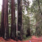Review photo of Lower Blooms Creek — Big Basin Redwoods State Park — CAMPGROUND CLOSED by Natalie G., July 28, 2020