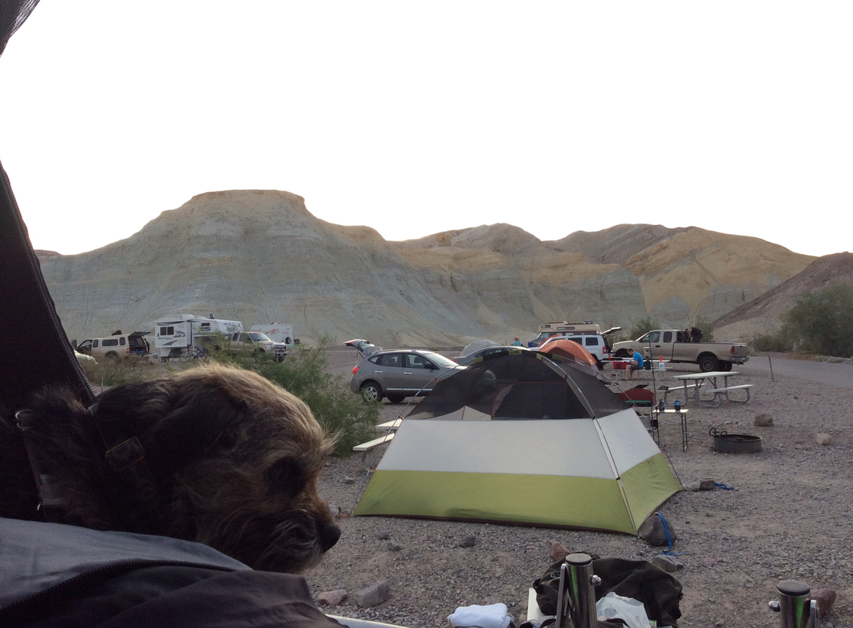 Camper submitted image from Texas Springs Campground — Death Valley National Park - 5