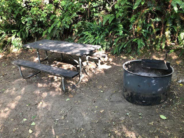 Camper submitted image from Alder Dune Campground - 4