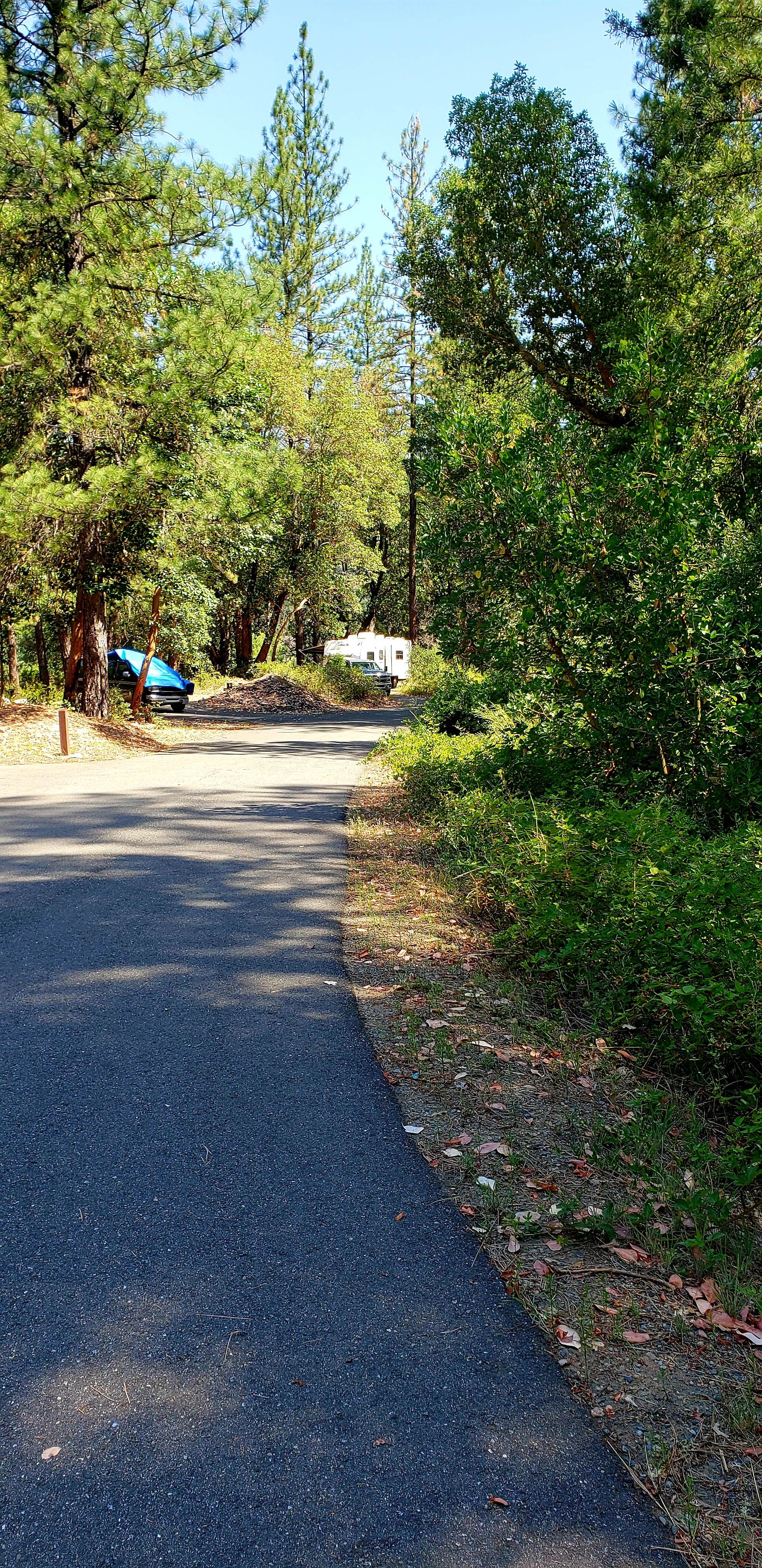 Camper submitted image from Douglas City Campground - 5