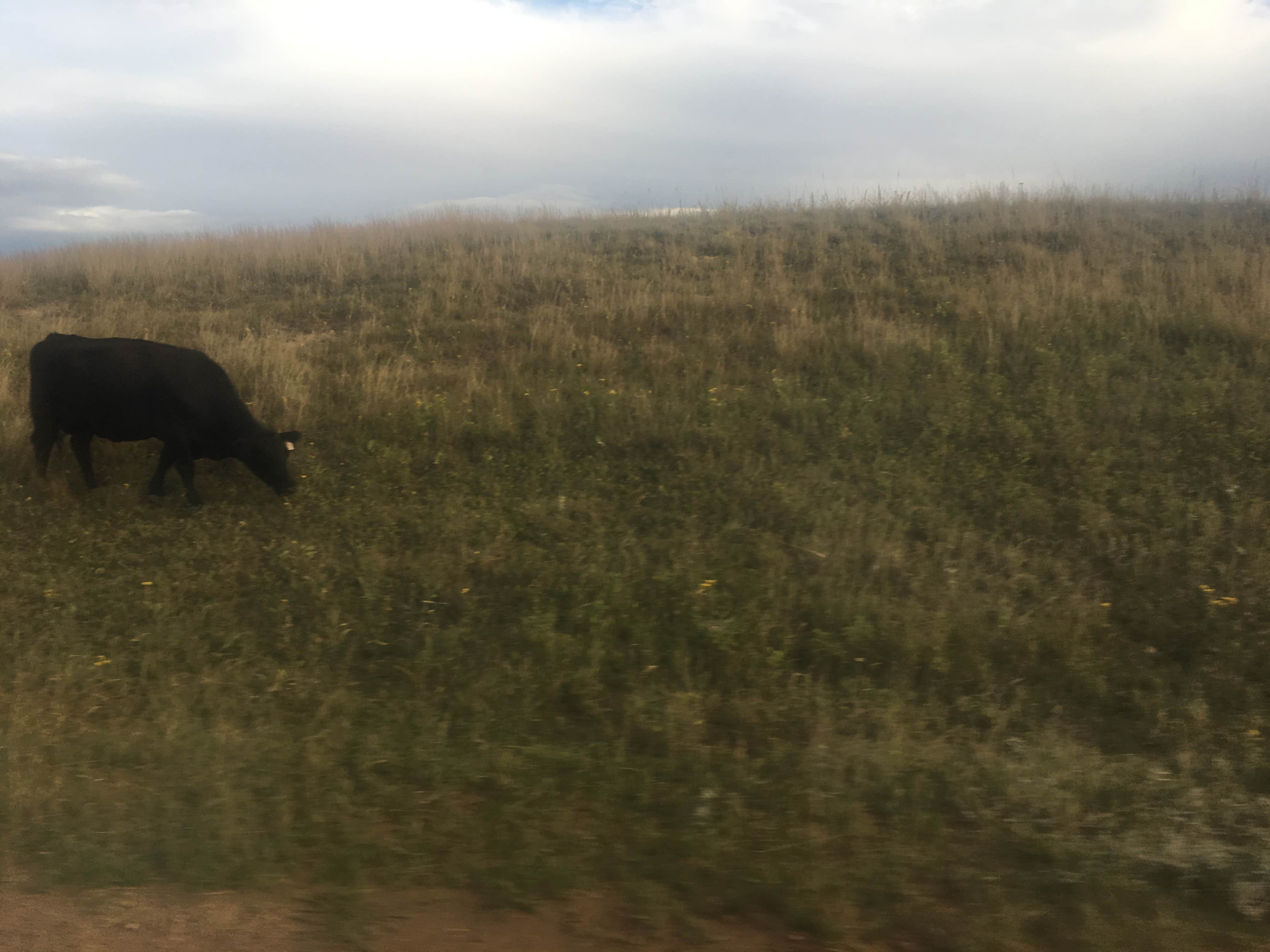 Camper submitted image from Ccc Campground (Nd) — Dakota Prairie National Grasslands - 5