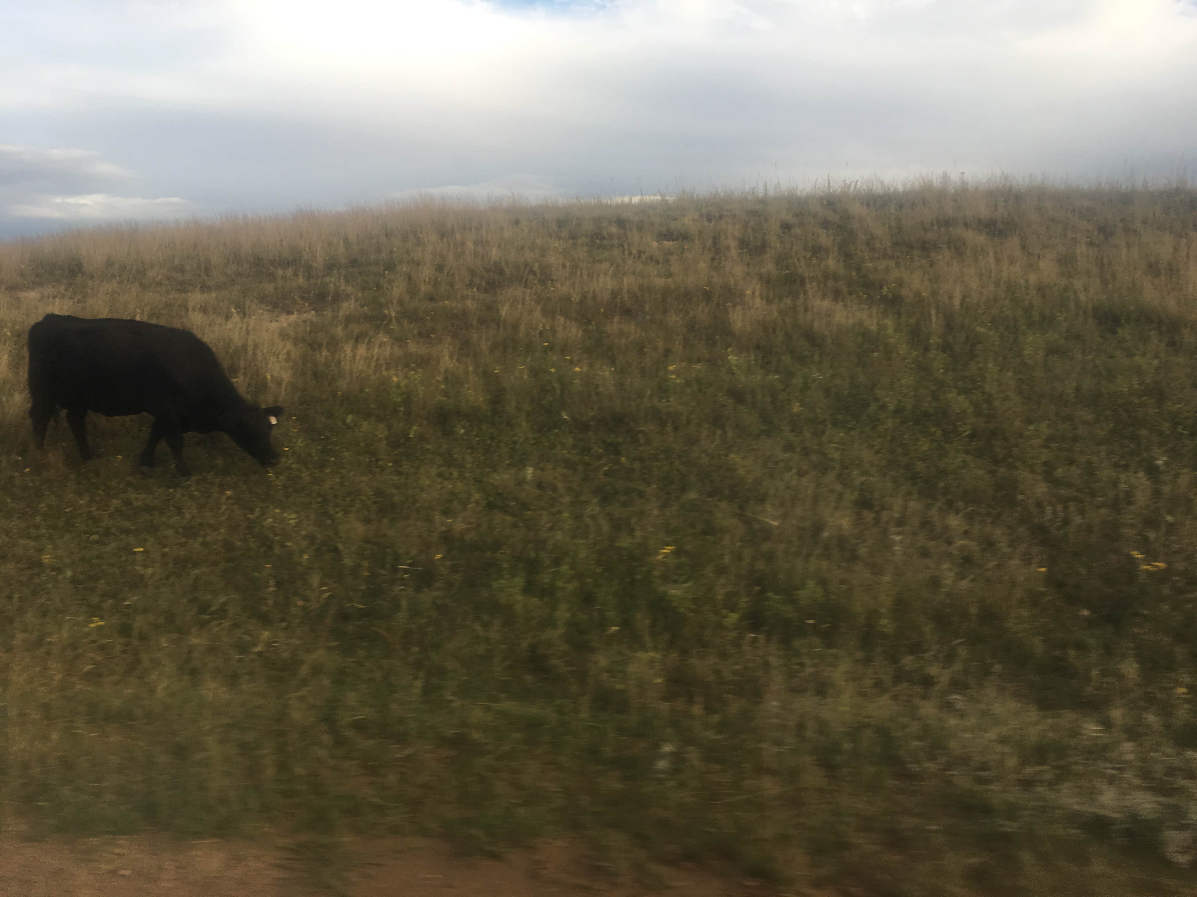 Animals