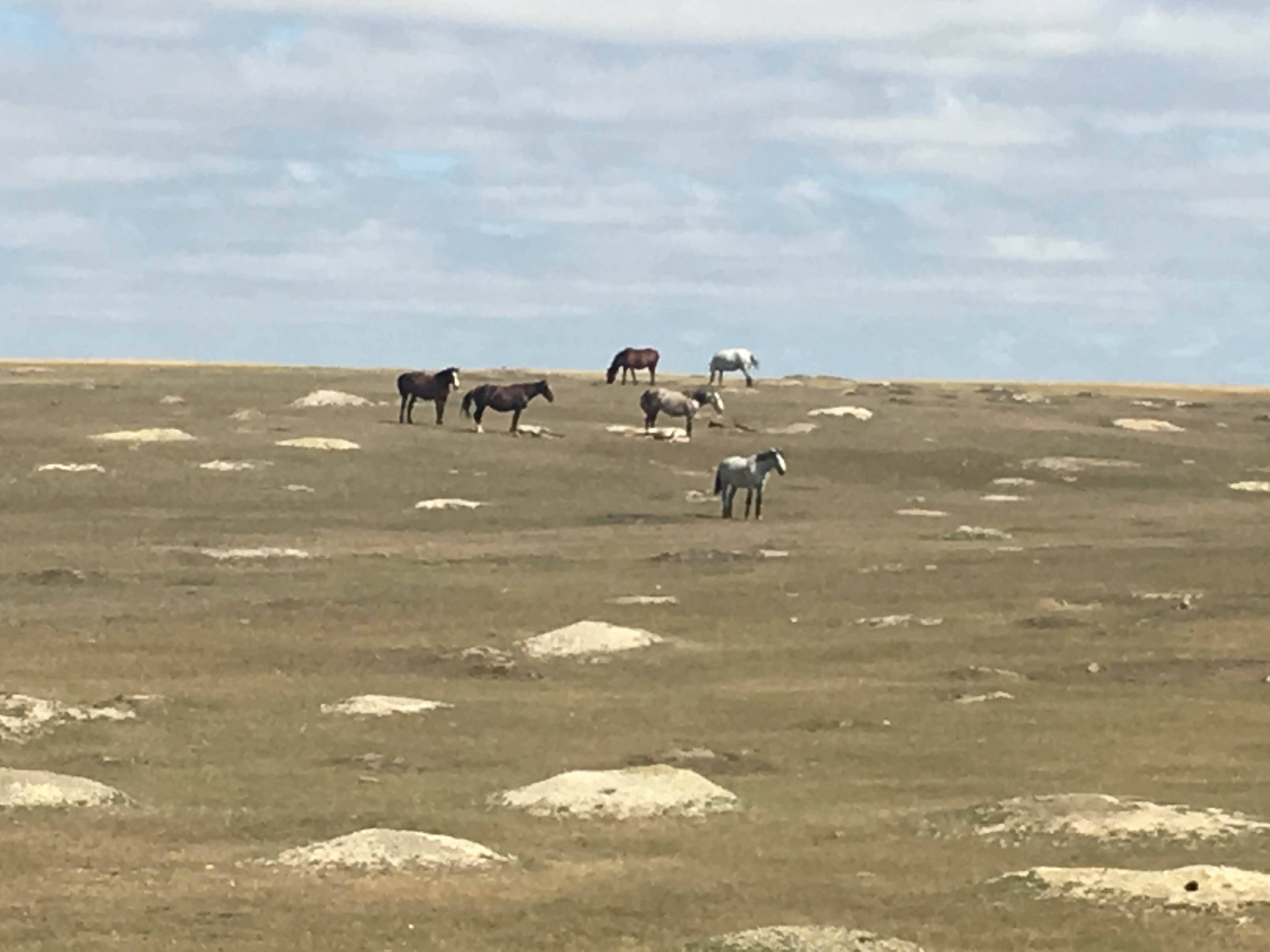 Kalene H.'s photo of camping with a horse at Ccc Campground (Nd) — Dakota Prairie National Grasslands near Arnegard, ND