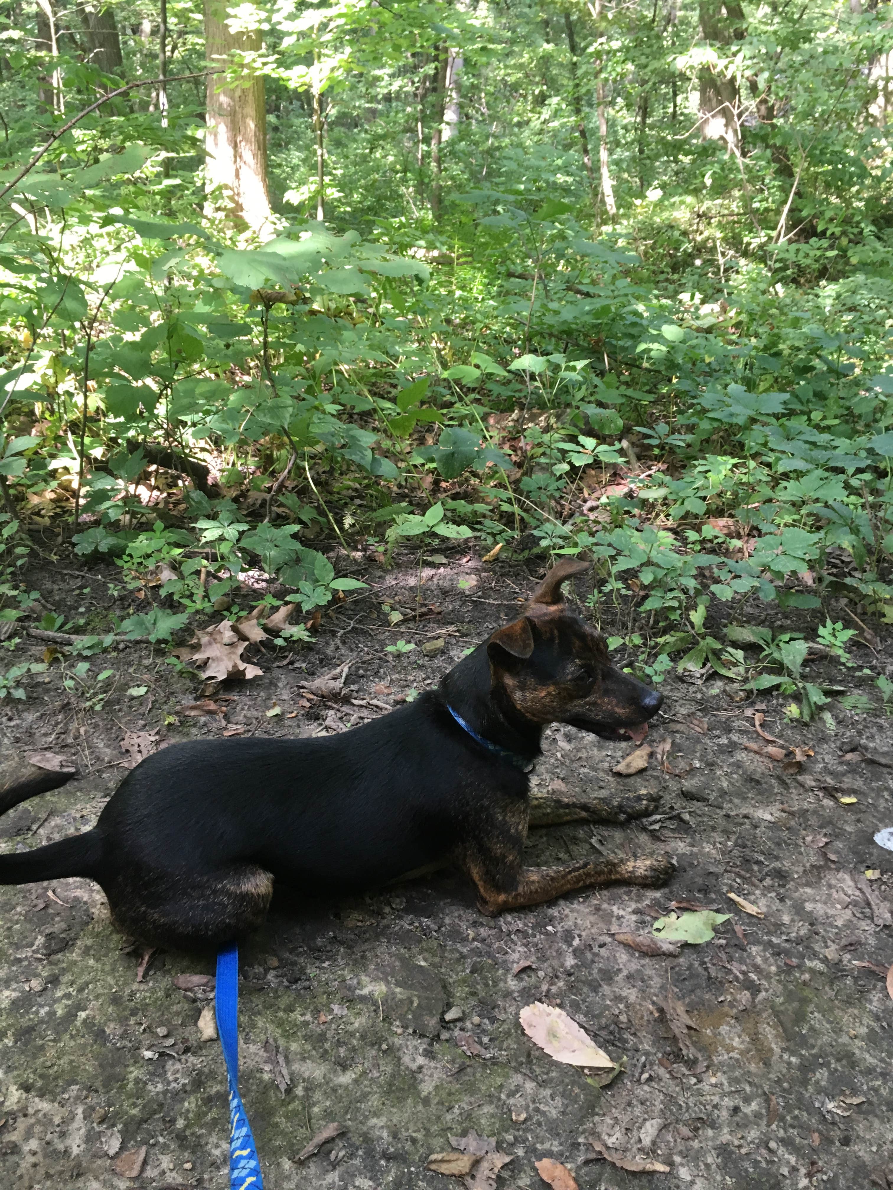 Kalene H.'s photo of camping with pets at Perrot State Park Campground near La Crosse, WI