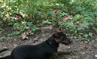 Kalene H.'s photo of camping with pets at Perrot State Park Campground near Money Creek, MN