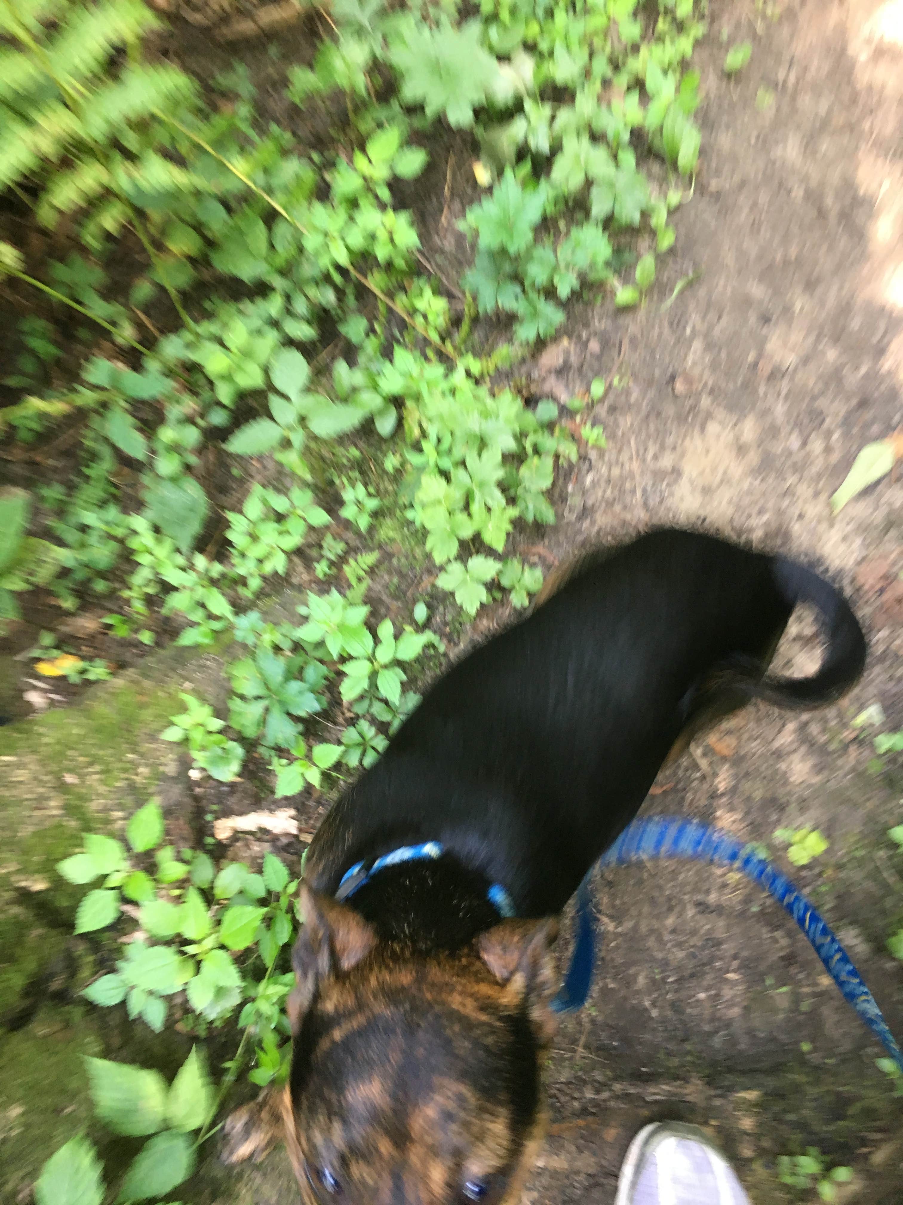 Kalene H.'s photo of camping with pets at Perrot State Park Campground near Galesville, WI