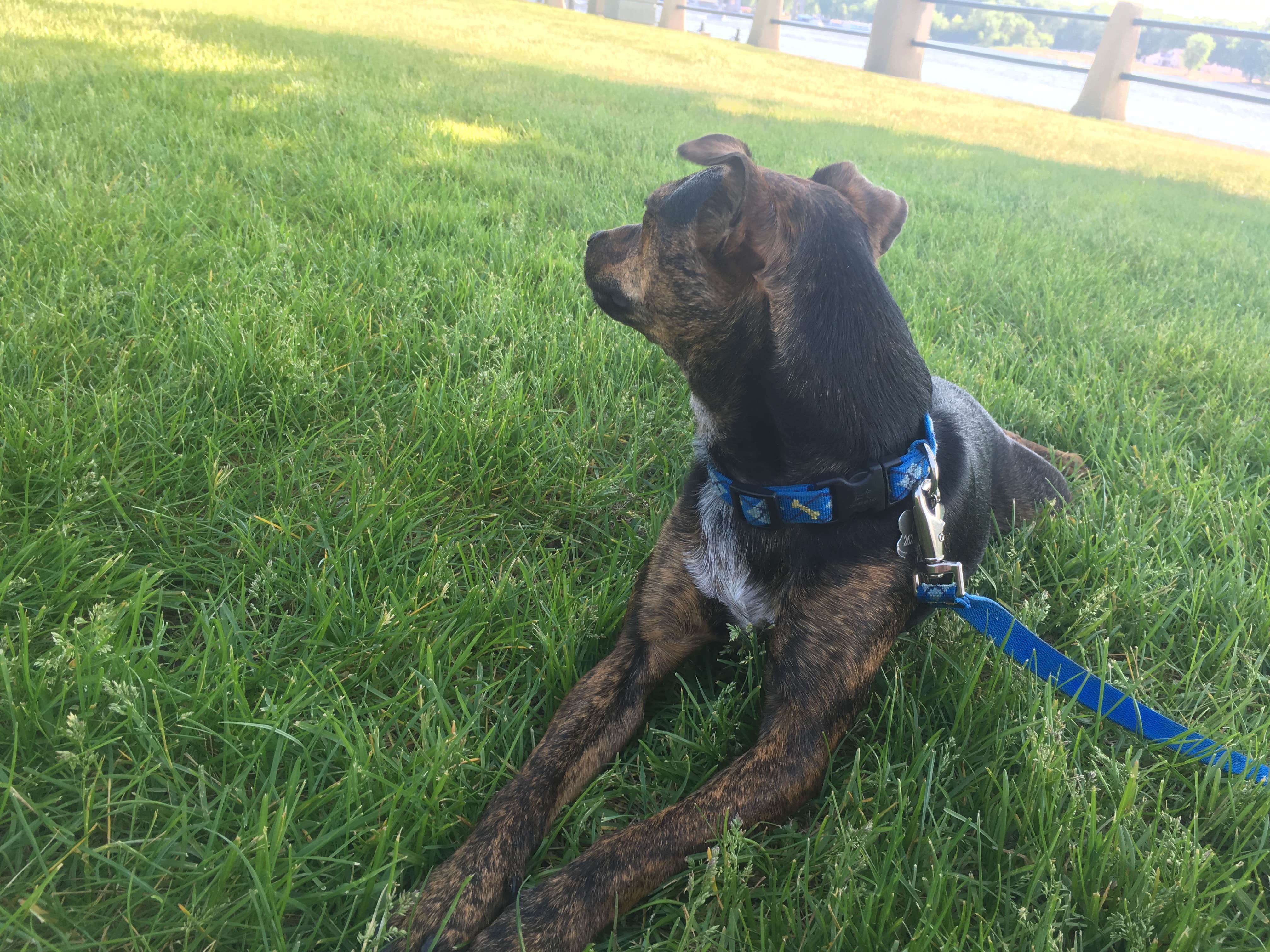 Kalene H.'s photo of camping with pets at Willow River State Park Campground near Lilydale, MN