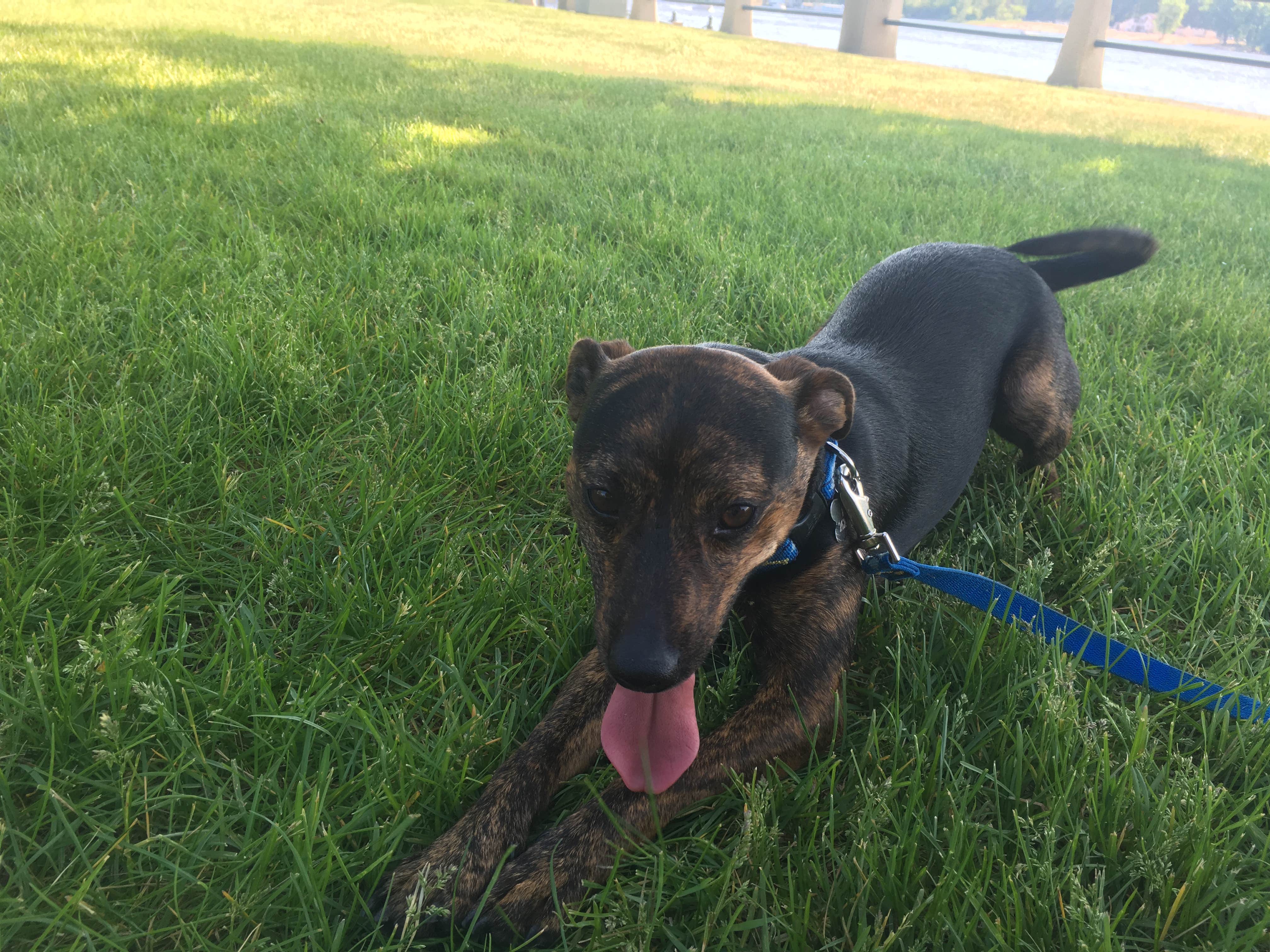 Kalene H.'s photo of camping with pets at Willow River State Park Campground near Columbus, MN