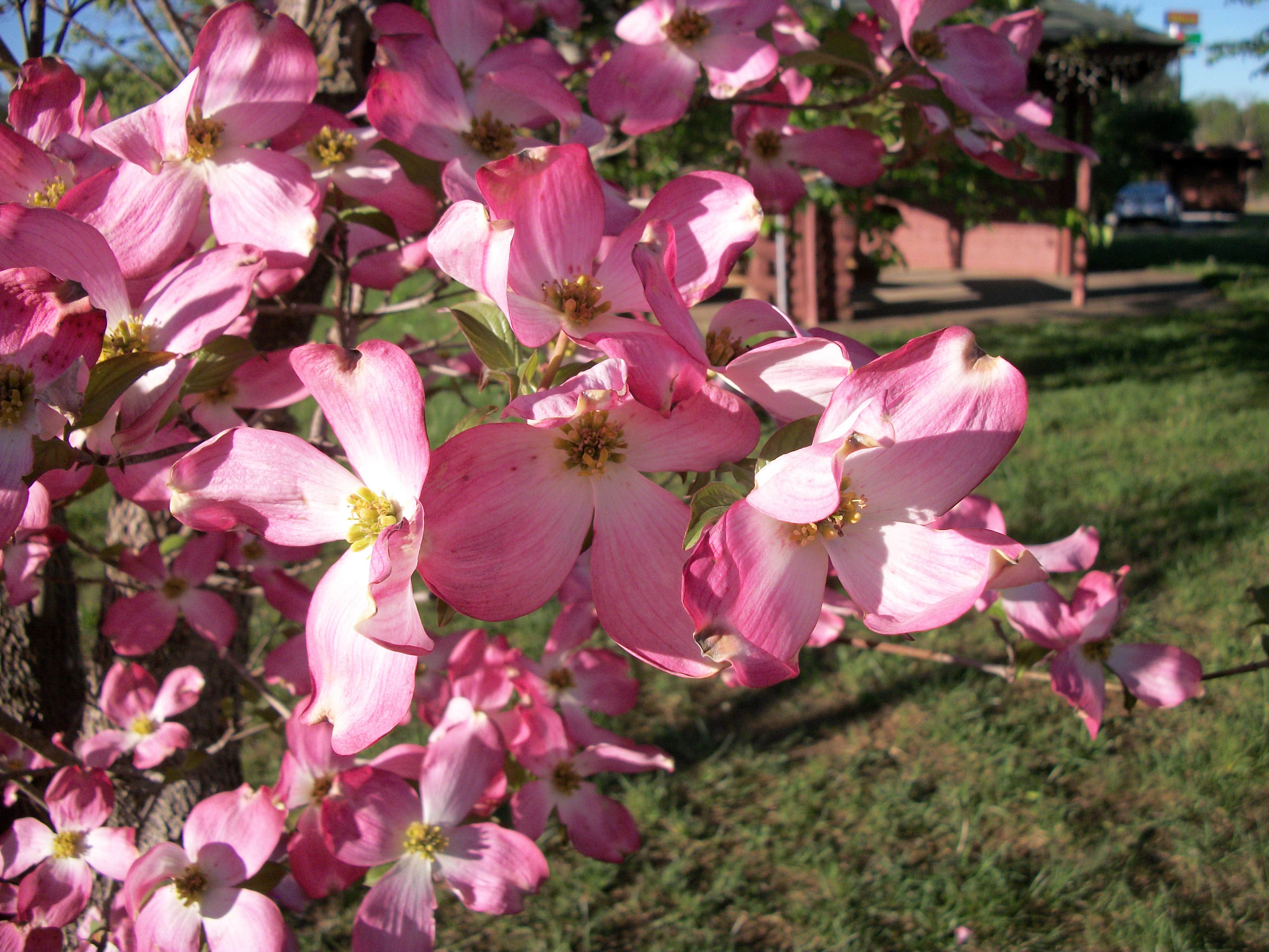 Camper-submitted photo at Dad's Bluegrass Campground near Alvaton, KY