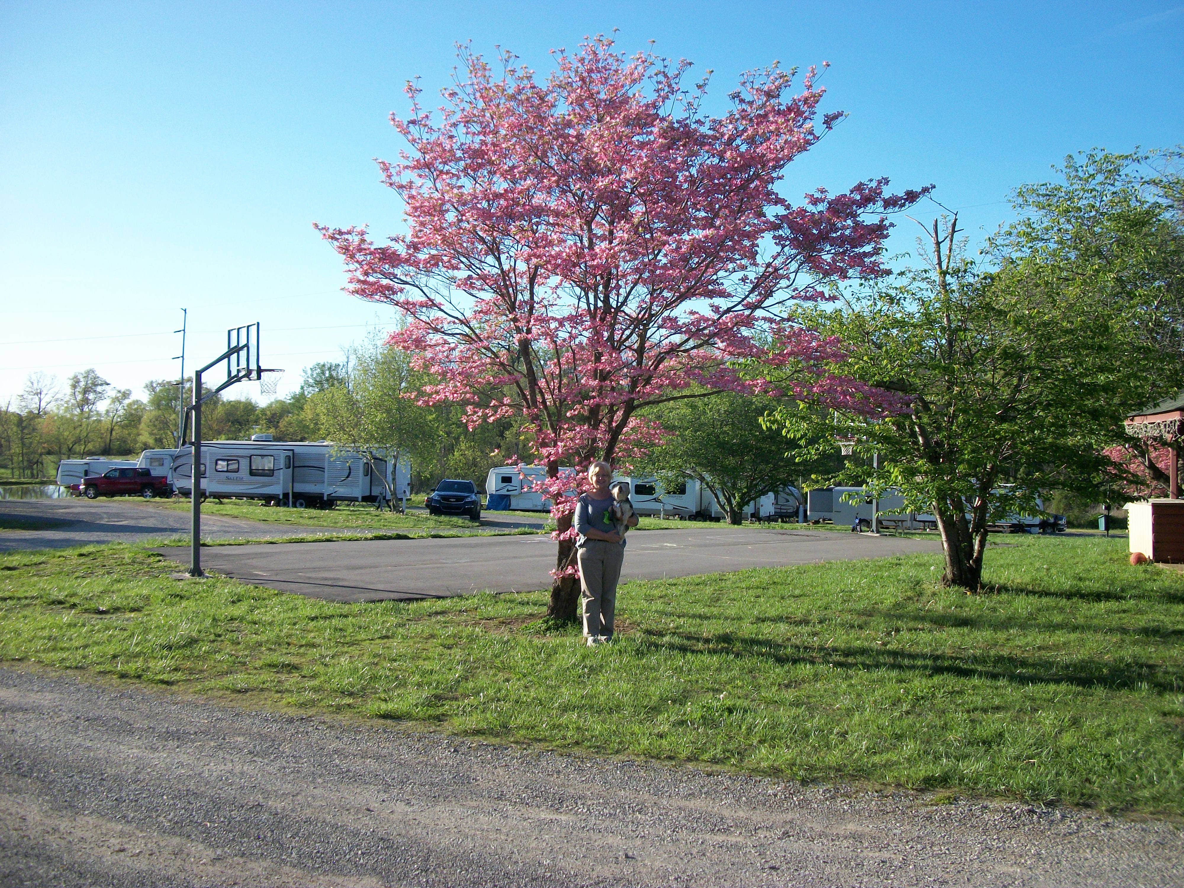 Camper submitted image from Dad's Bluegrass Campground - 4