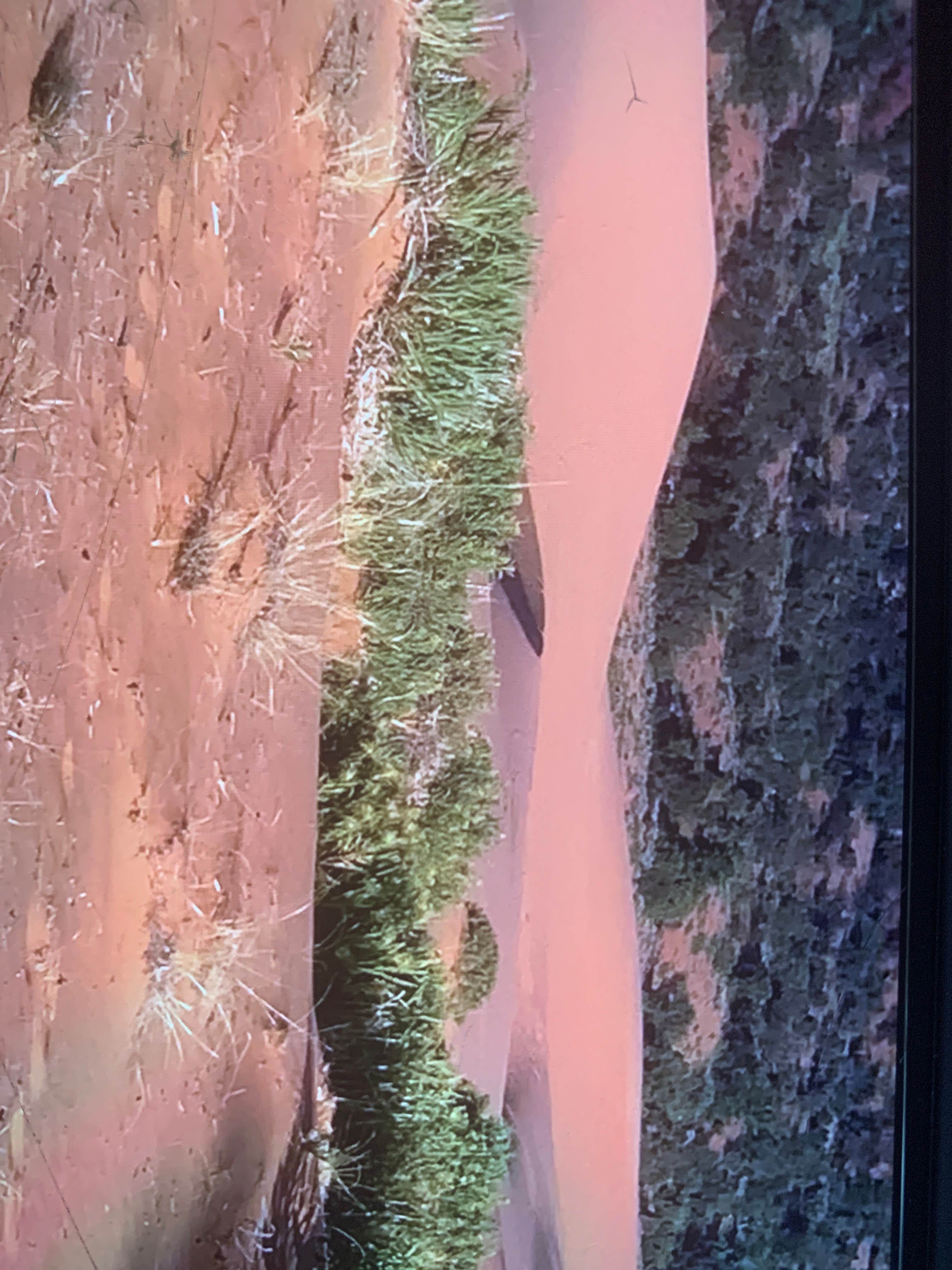 Camper submitted image from Meadows - Coral Pink Sand Dunes Dispersed - 2