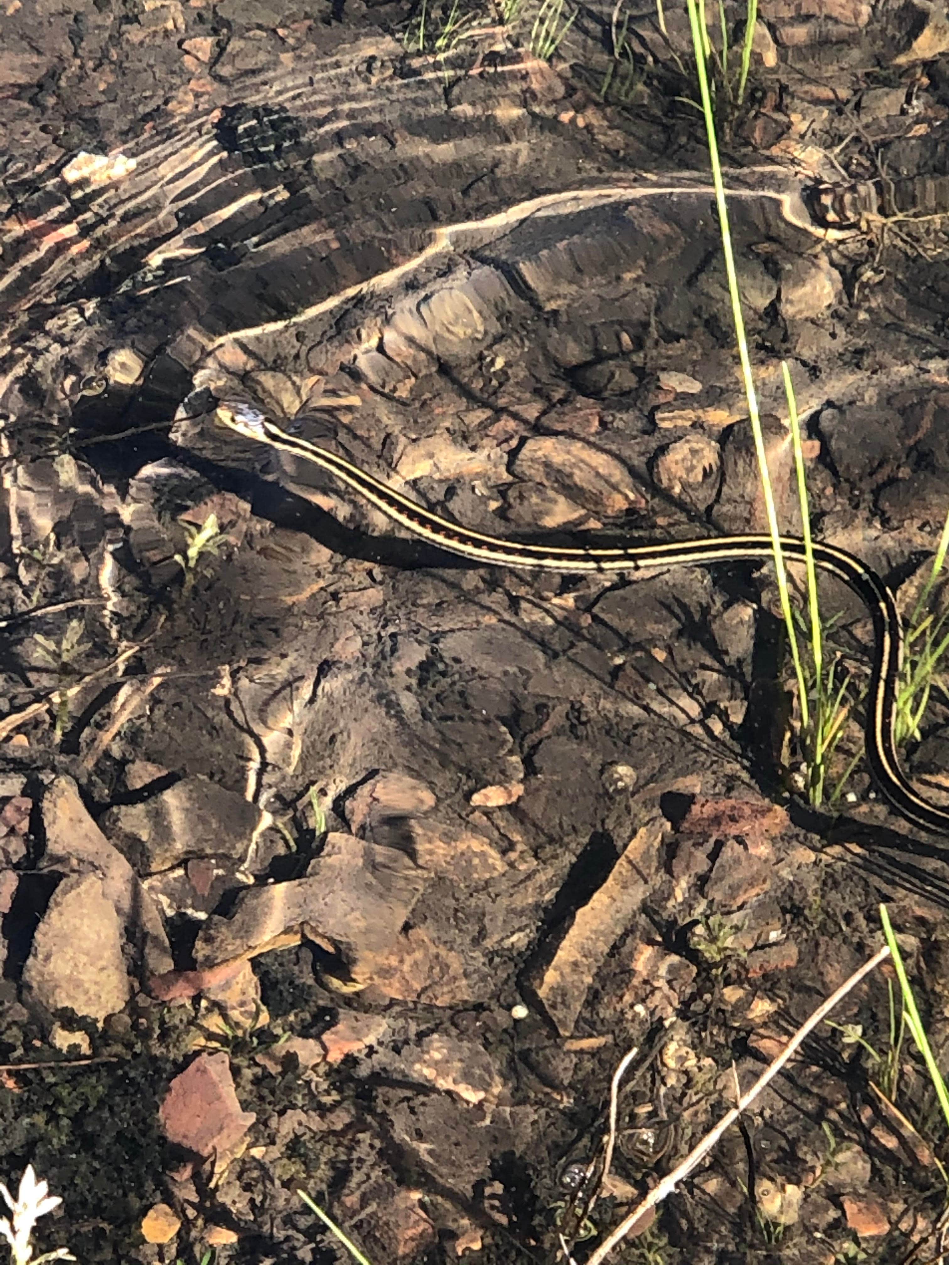 Camper-submitted photo at Cooks Lake near Kootenai, ID