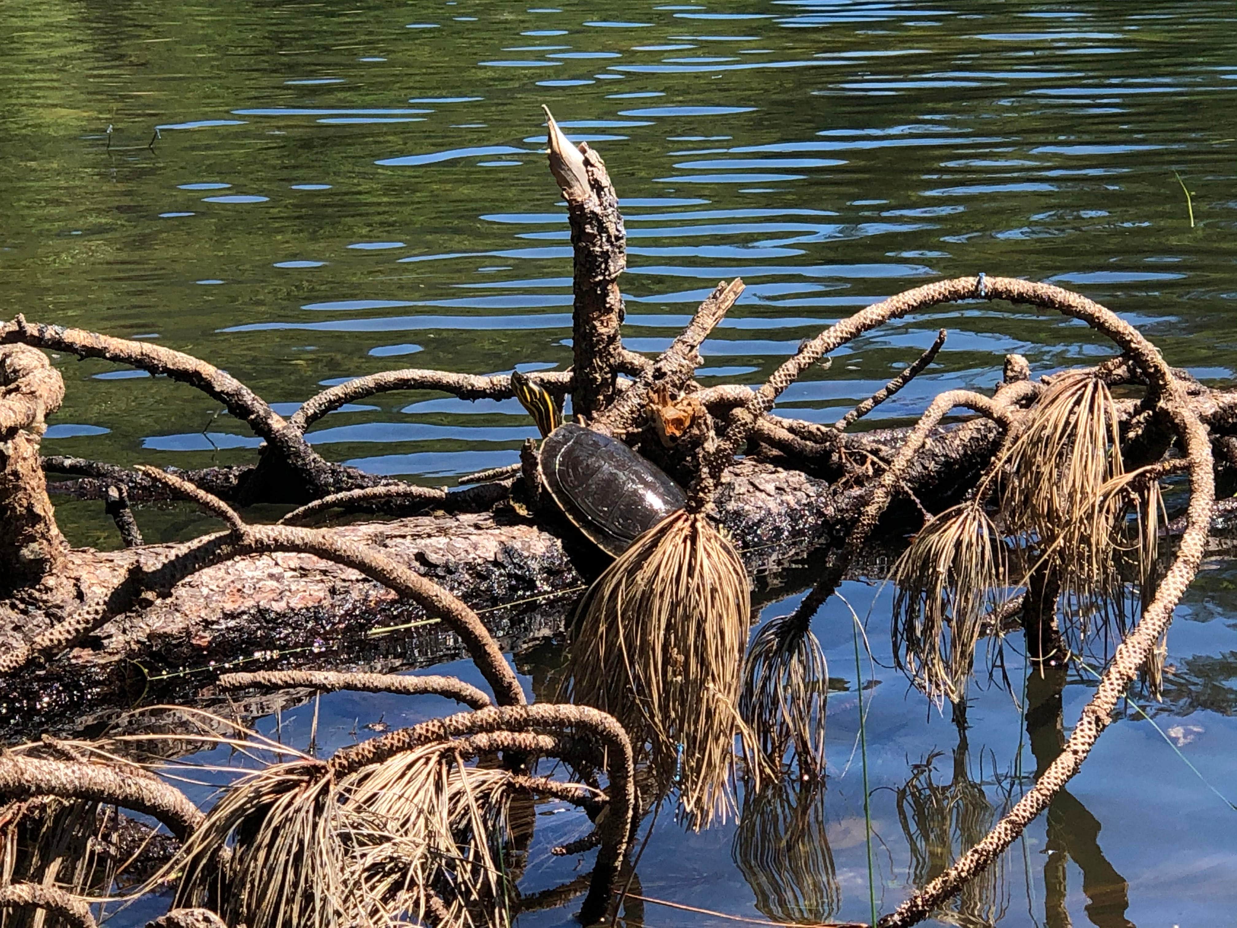 Camper-submitted photo at Cooks Lake near Kootenai, ID
