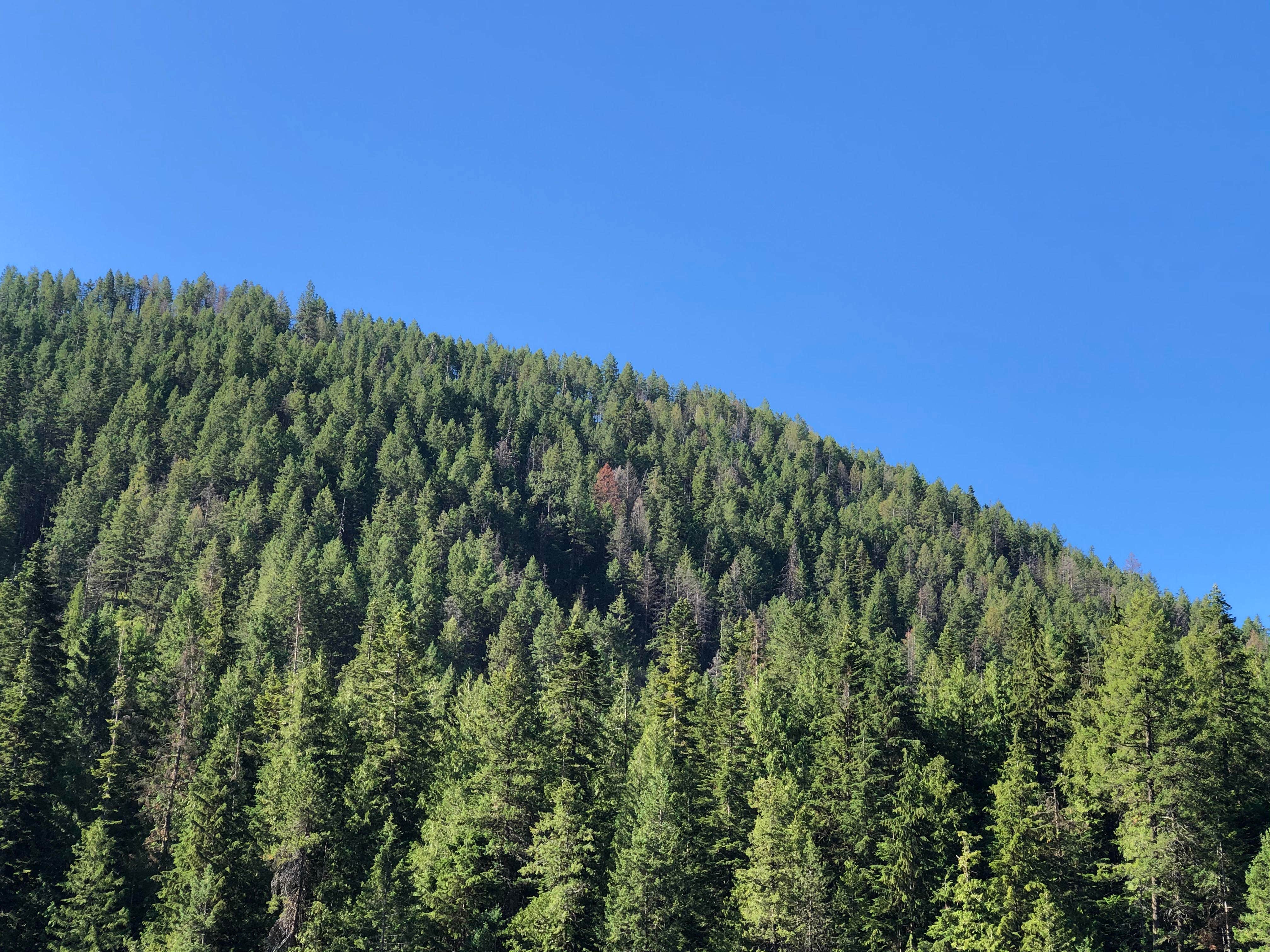 Camper-submitted photo at Cooks Lake near Usk, WA