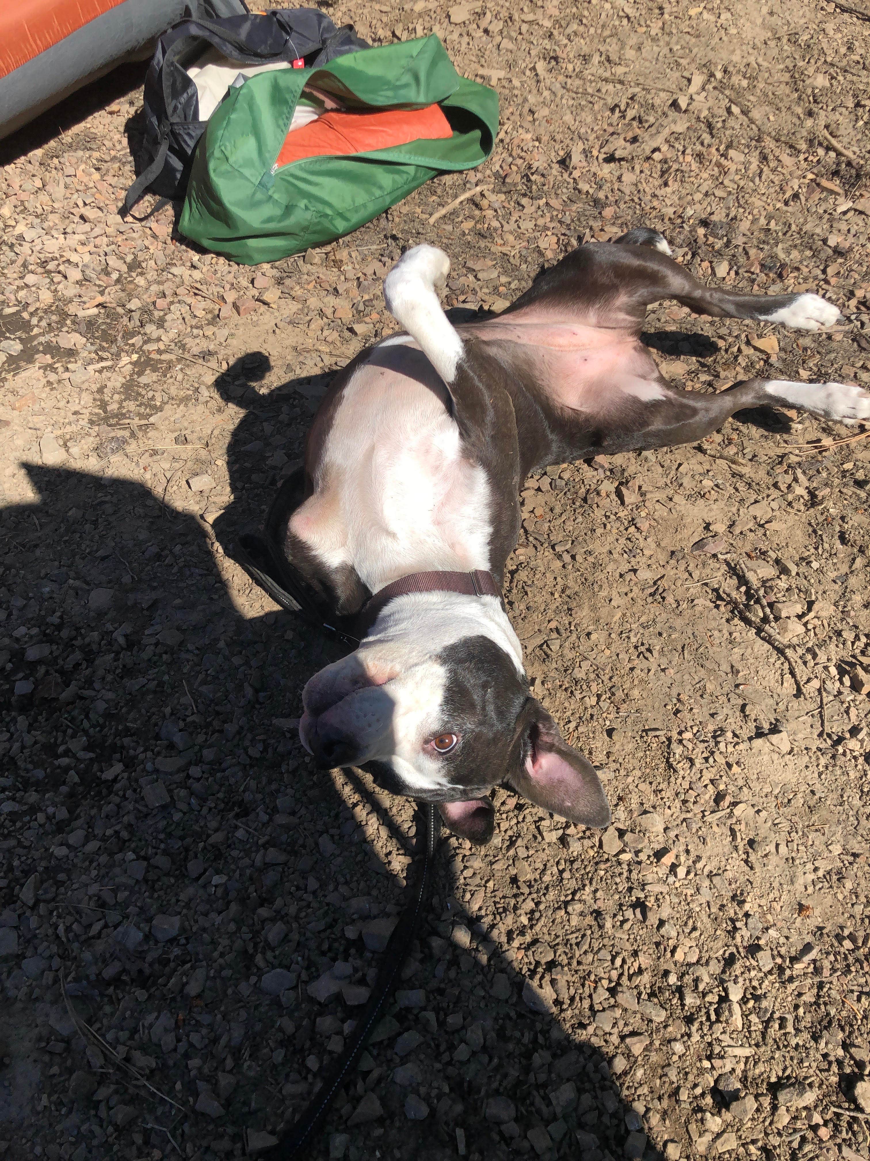 Camper-submitted photo at Cooks Lake near Kootenai, ID