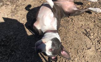 Allyson A.'s photo of camping with pets at Cooks Lake near Cusick, WA