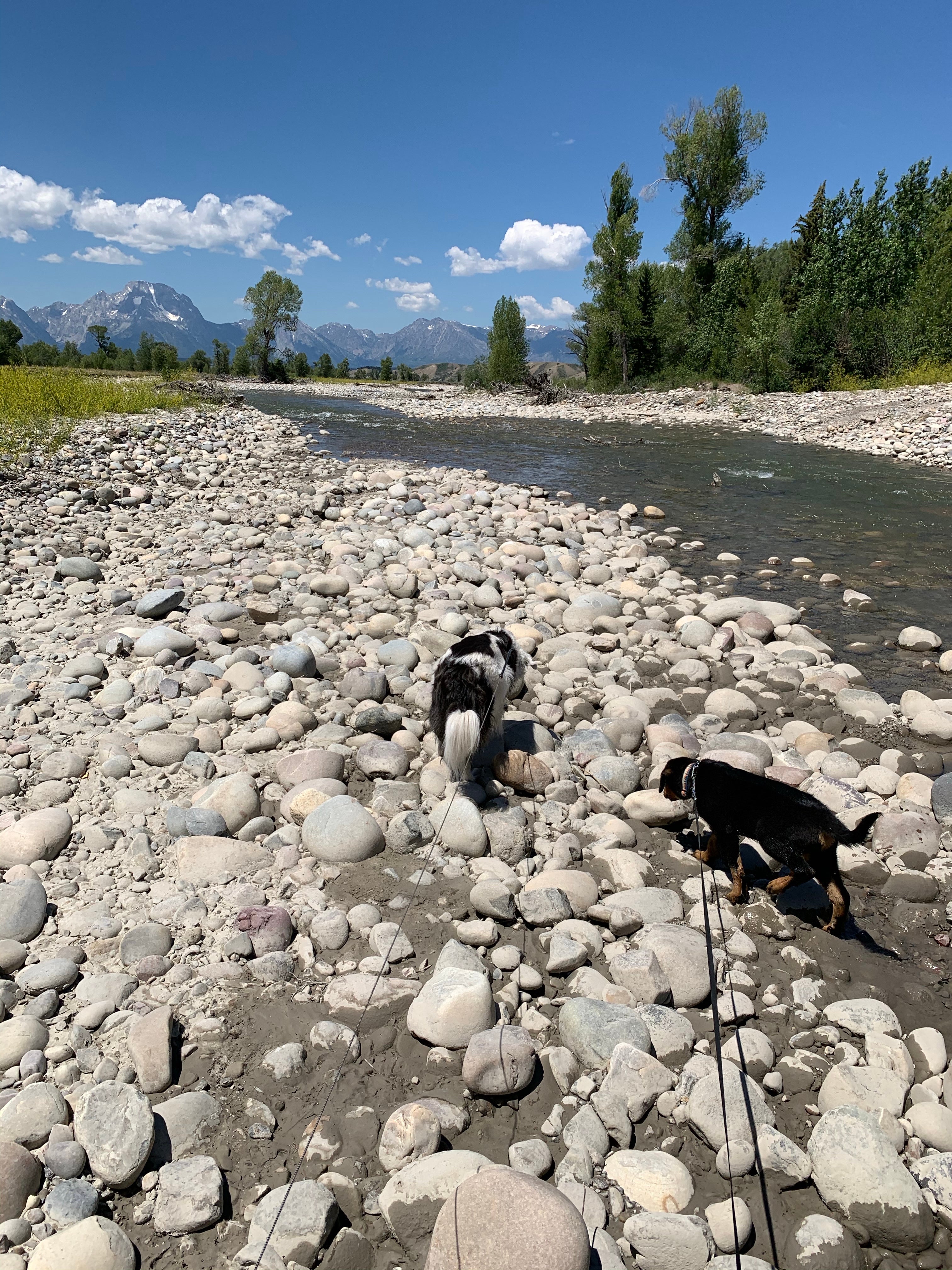 The pups enjoyed the creek