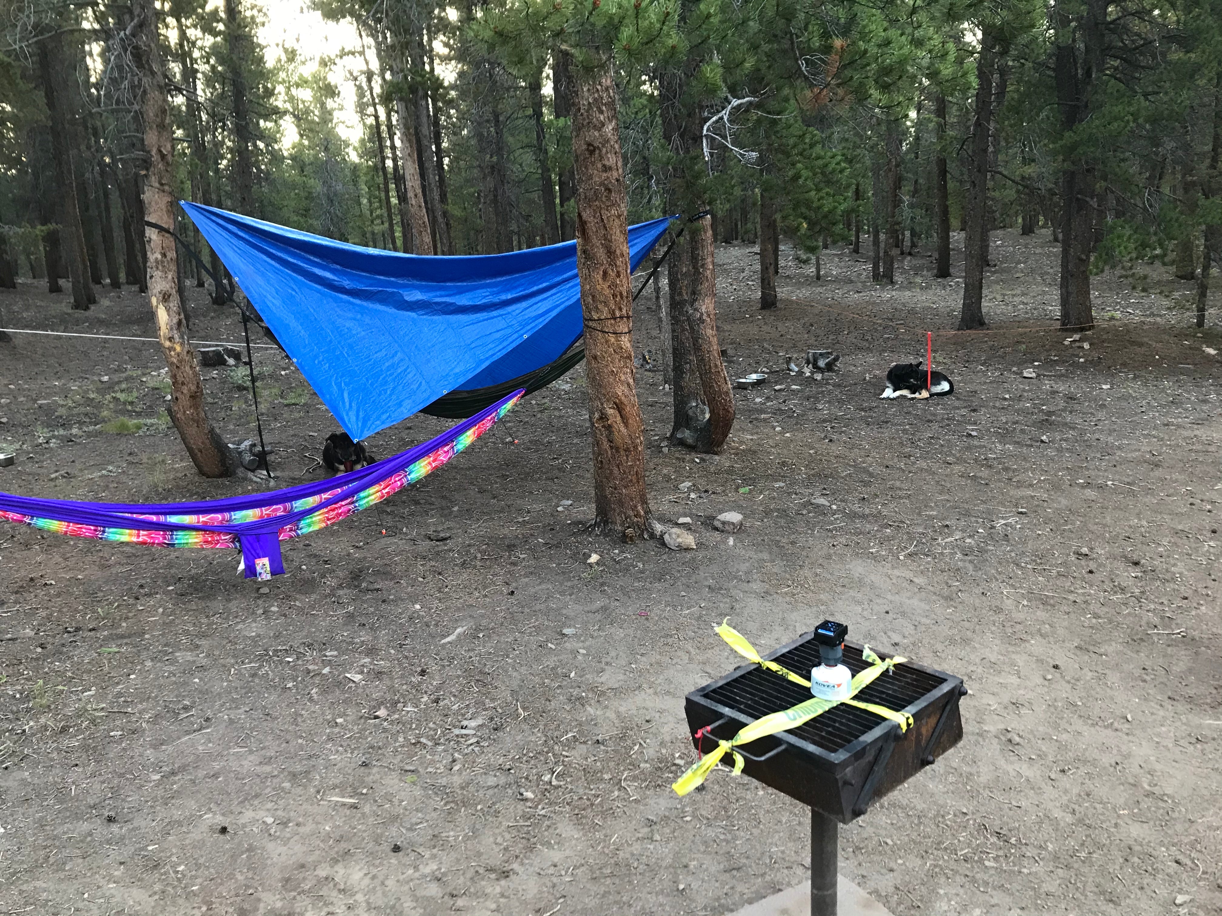 Camper submitted image from Columbine Campground - 3