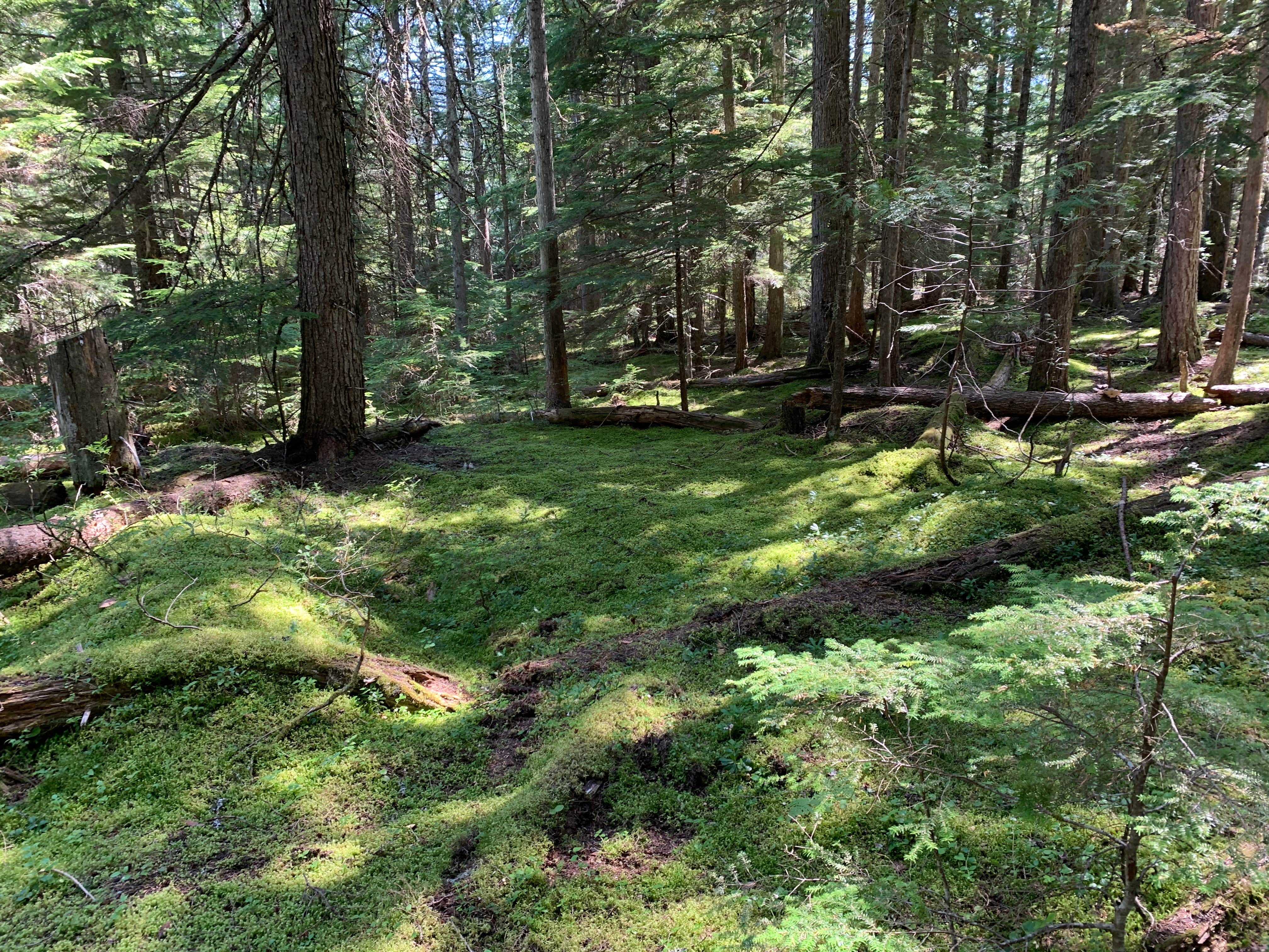Camper-submitted photo at Navigation Campground near Bonners Ferry, ID