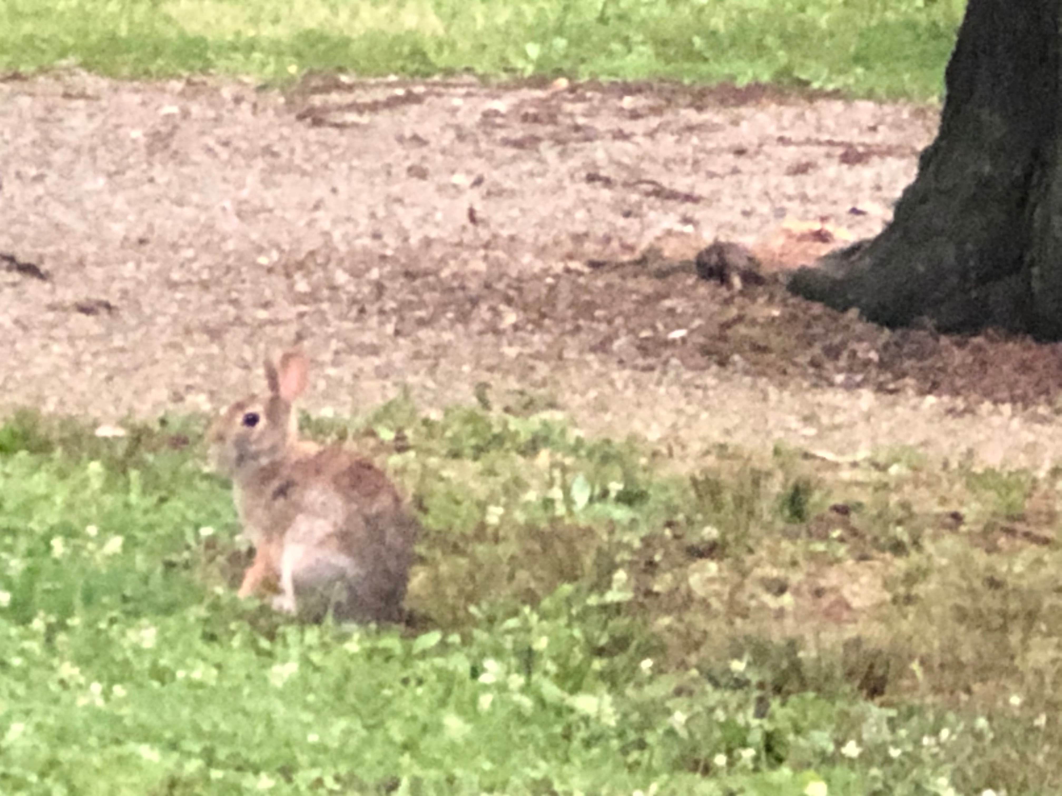 Lynn B.'s photo of camping with pets at Winton Woods Campground Hamilton County Park near Hamilton, OH