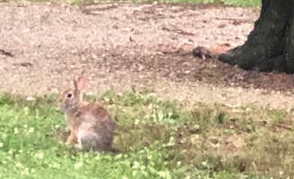 Lynn B.'s photo of camping with pets at Winton Woods Campground Hamilton County Park near Addyston, OH