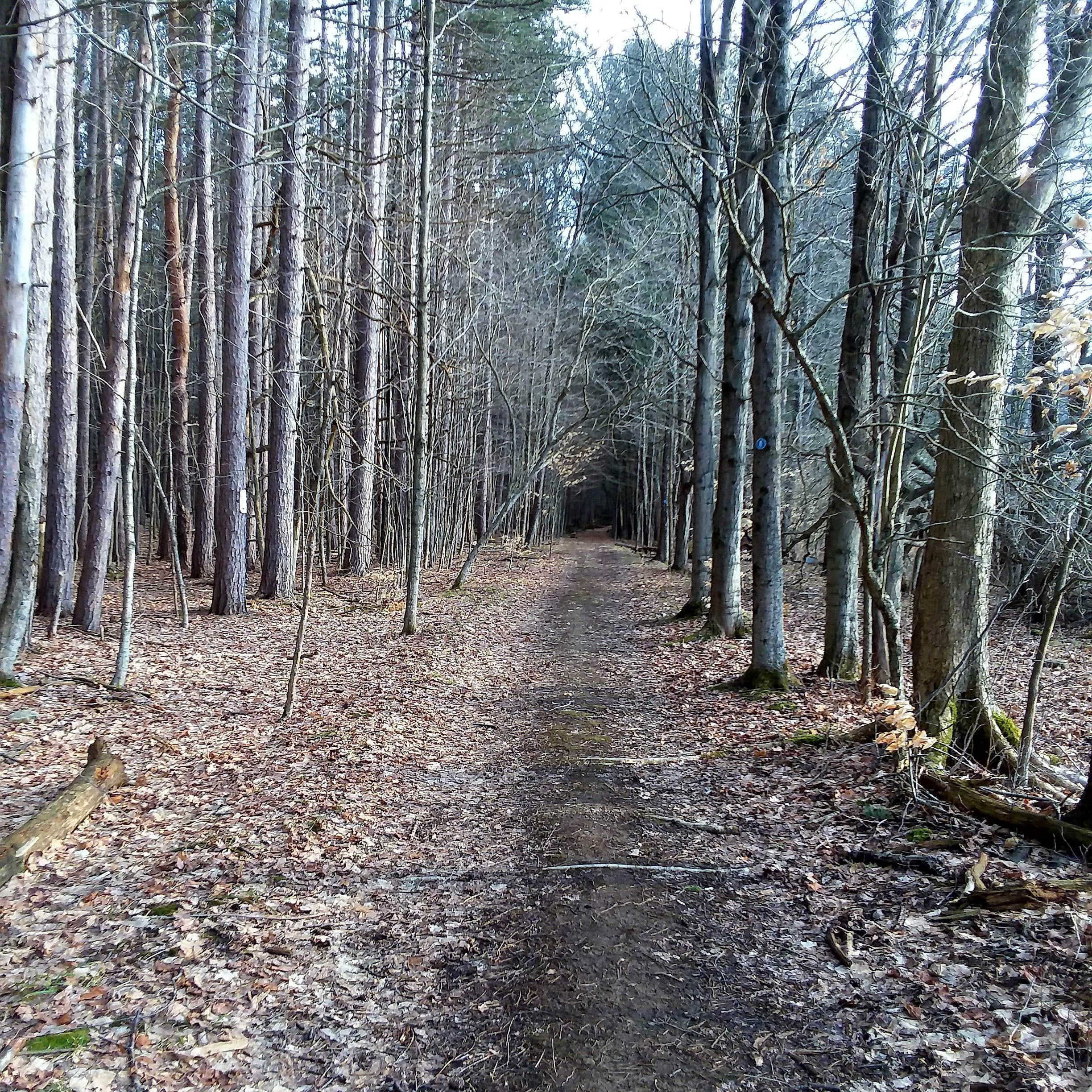 Camper submitted image from Allegany Parallel Bova Loops — Allegany State Park State Park - 4