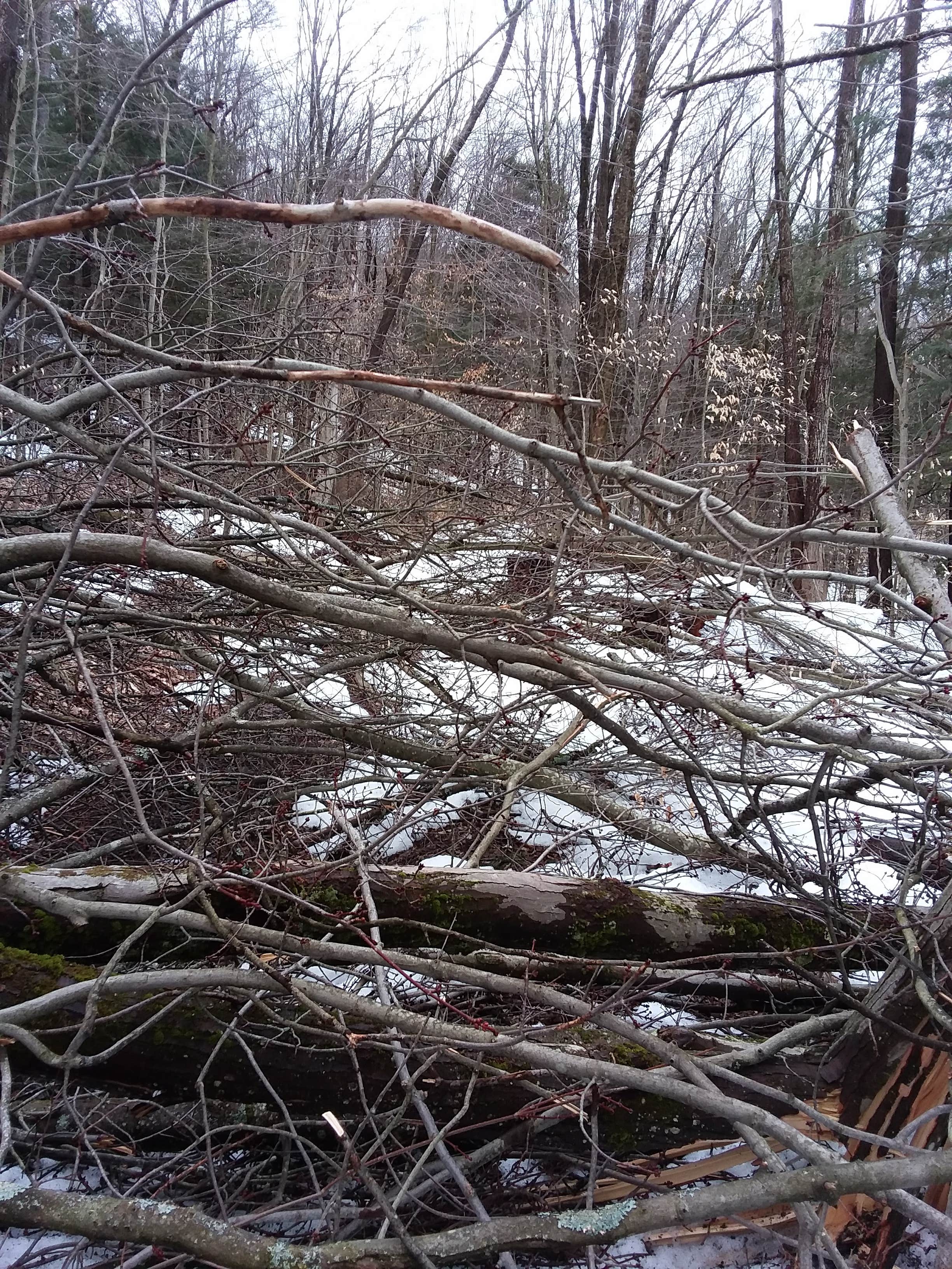 Camper-submitted photo at Bova Cottages — Allegany State Park near Hunt, NY