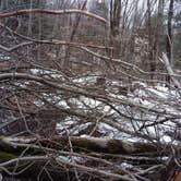 Review photo of Allegany Parallel Bova Loops — Allegany State Park State Park by Danielle S., March 31, 2018